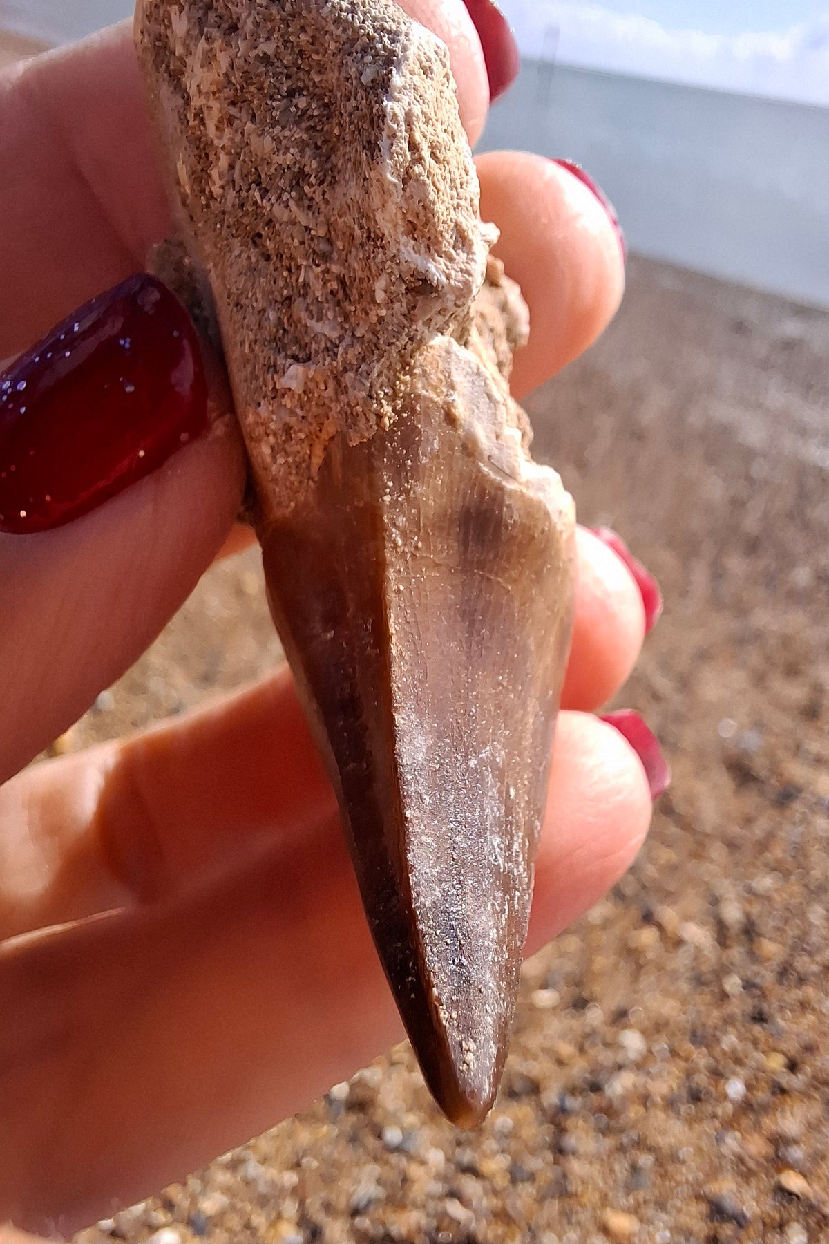 Mosasaurus Tooth with matrix, Fossil, (Ref: MTM1)