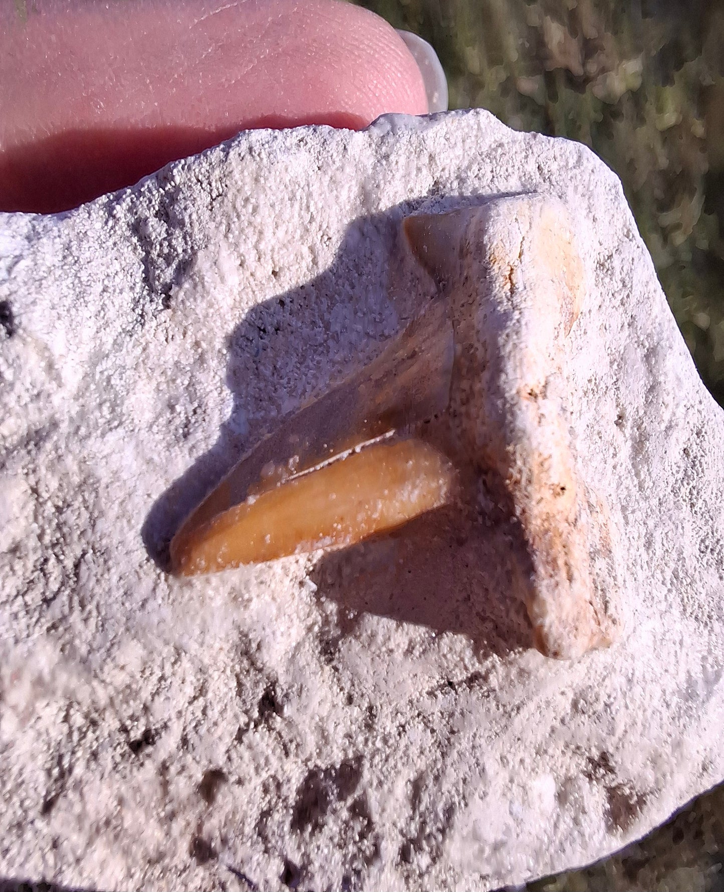 Otodus Shark Tooth, Fossil (Ref: OT4)