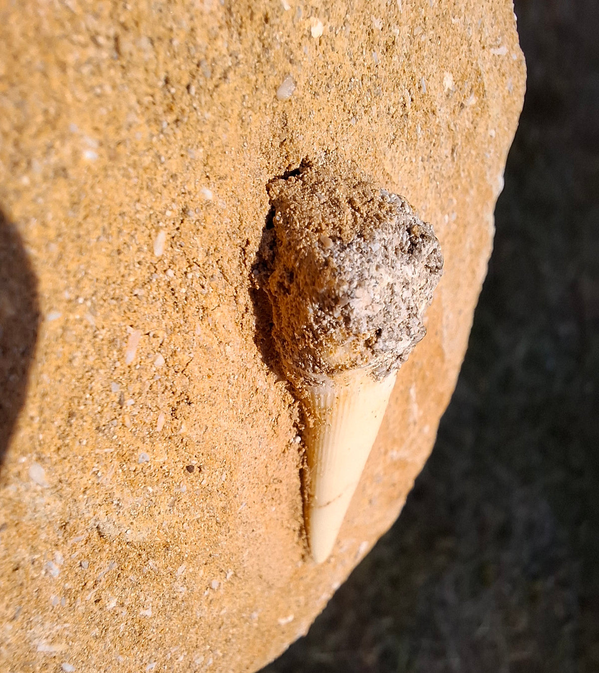 Enchodus Sabre Tooth, Fossil (Ref: ES6)
