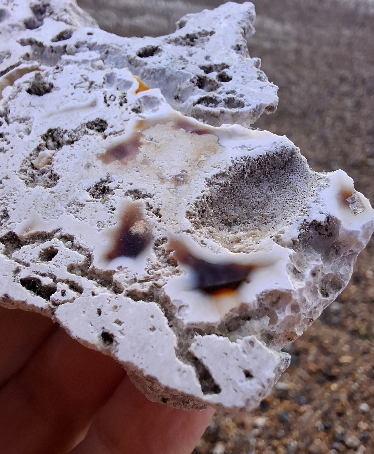 Fossilised Coral replaced by Chalcedony/Agate, Fossil (Ref: FCA1)