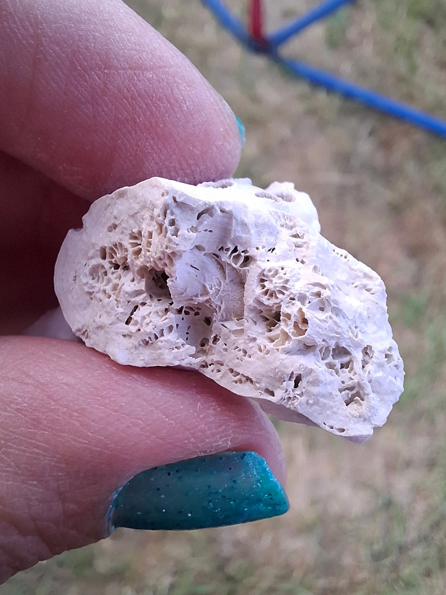 Fossil Coral, (Ref: FC4)