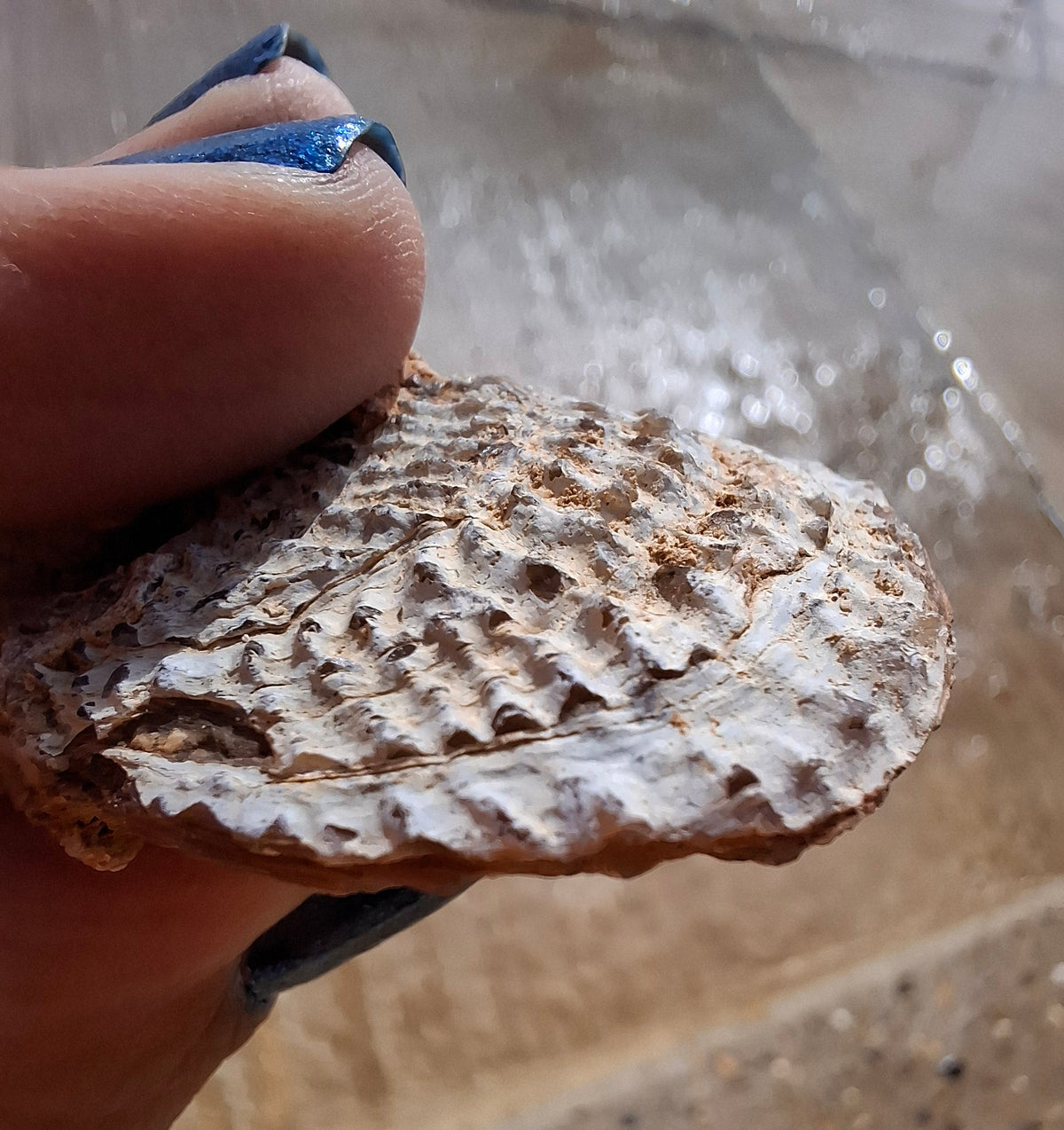 Chalcedony Oyster, Fossil (Ref: FO1)