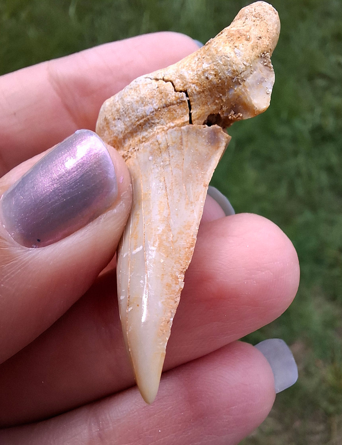 Otodus Shark Tooth, Fossil (Ref: OT6)