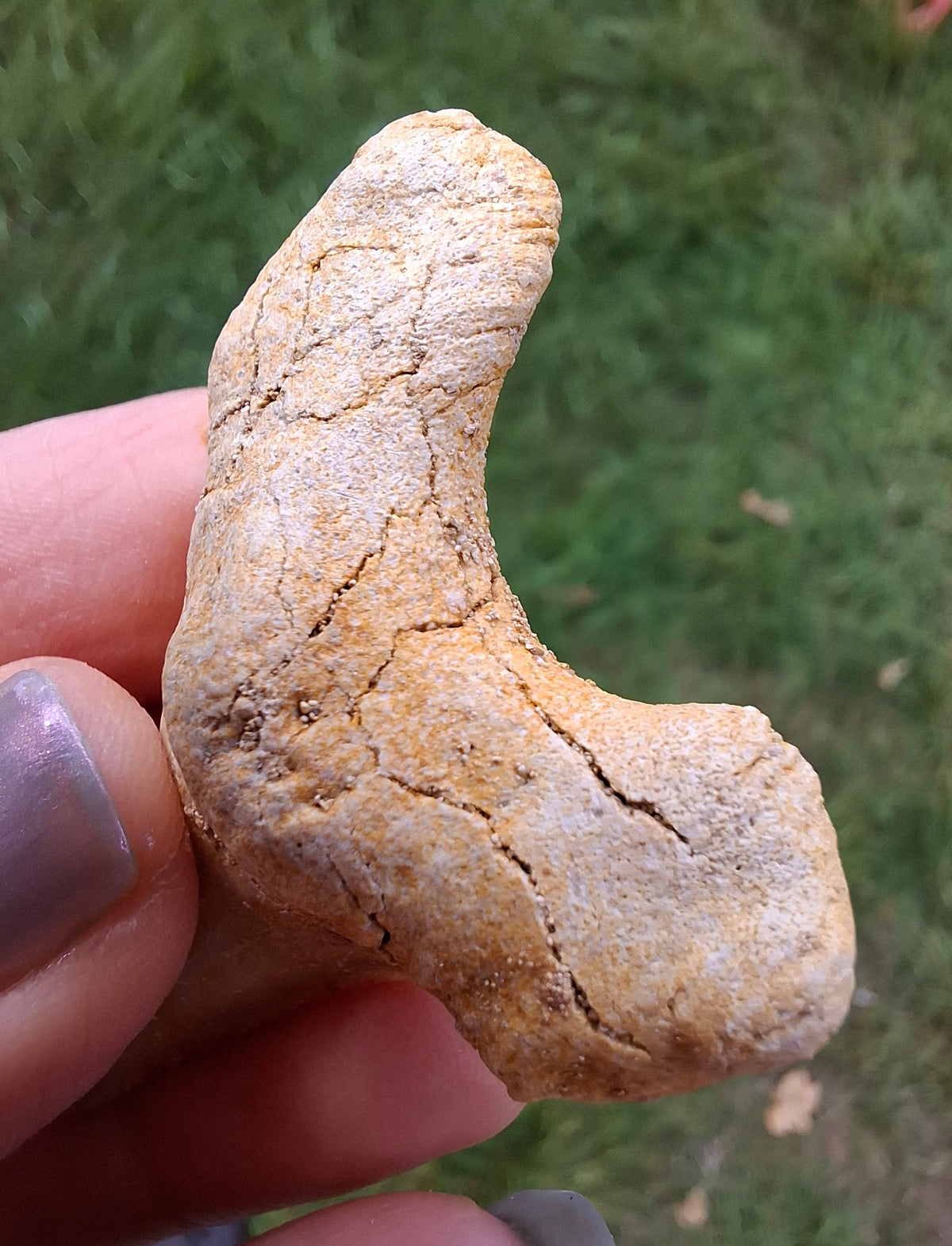 Otodus Shark Tooth, Fossil (Ref: OT6)