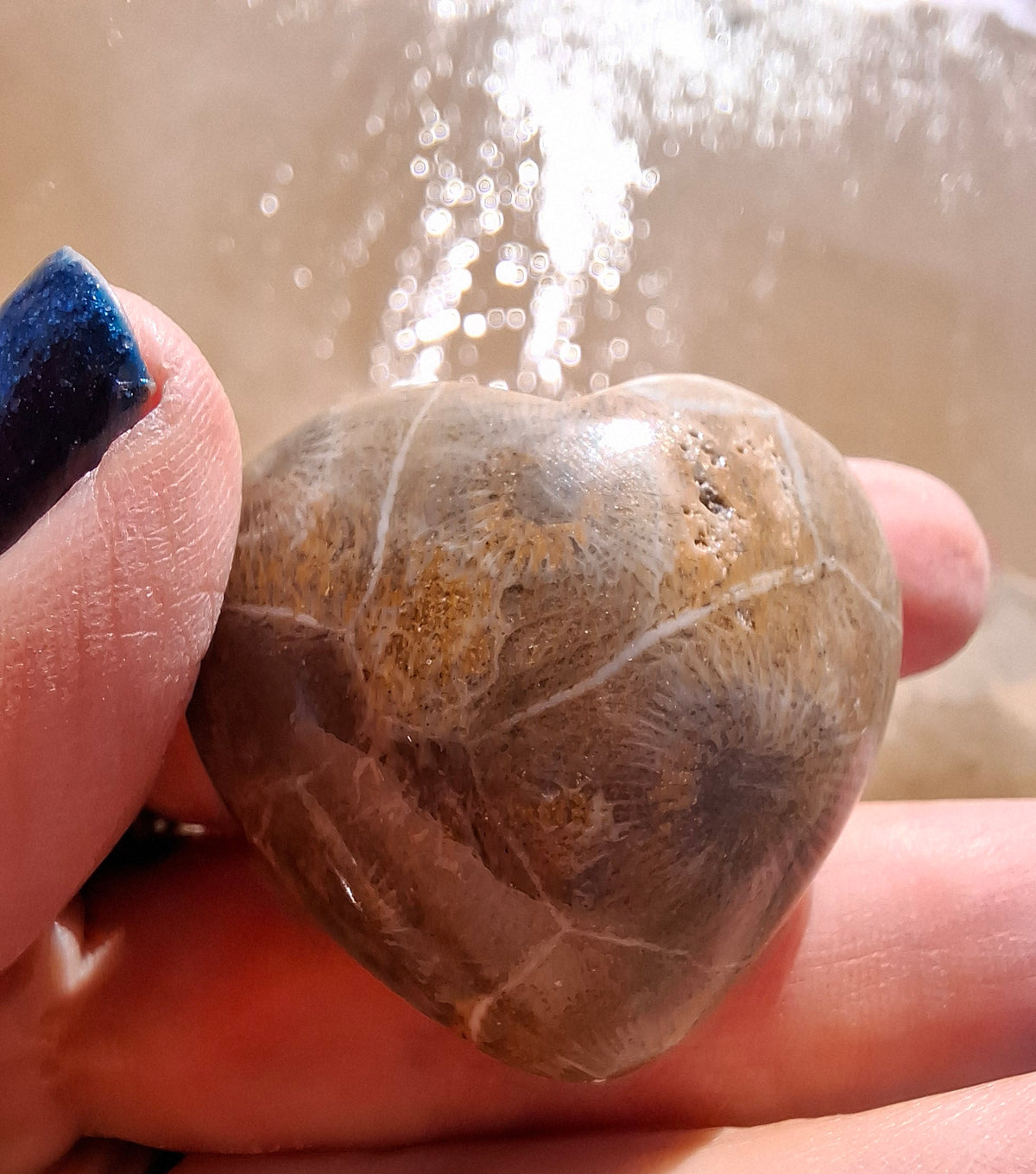 Fossil Coral Heart (Ref: CoH3)