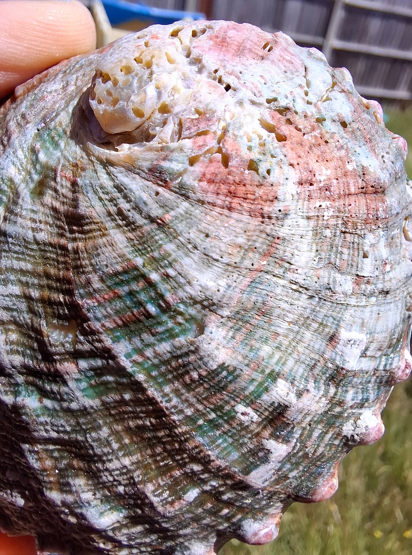 Abalone Shell, (Ref: SH1)