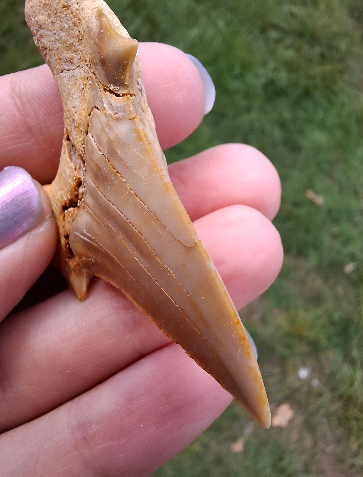 Otodus Shark Tooth, Fossil (Ref: OT6)