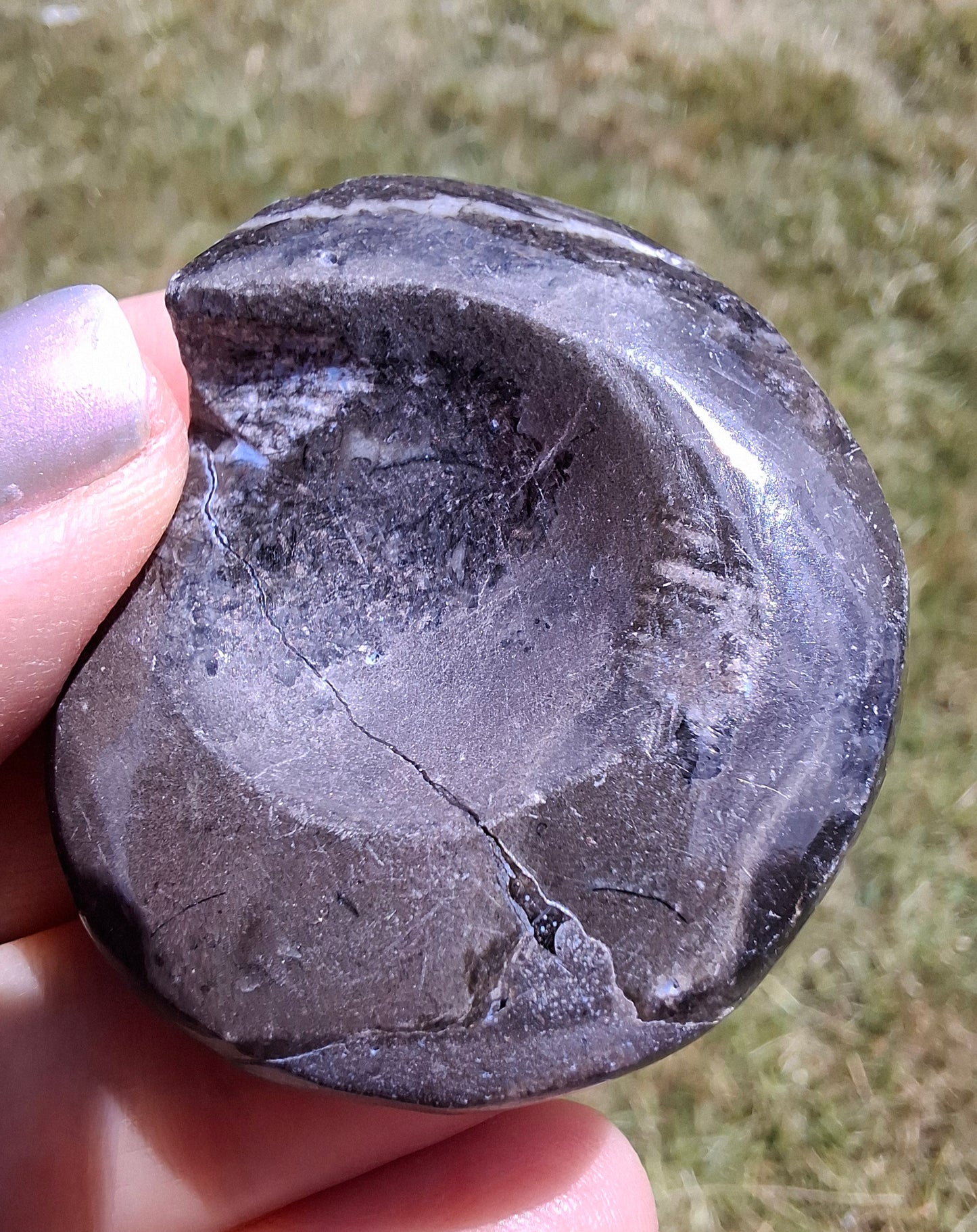 Goniatite, Fossil (Ref: GA6)