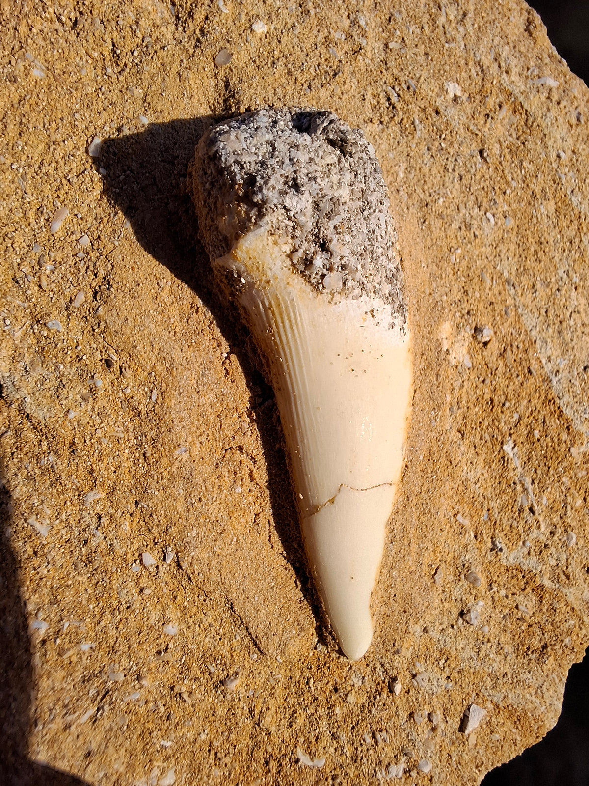 Enchodus Sabre Tooth, Fossil (Ref: ES6)