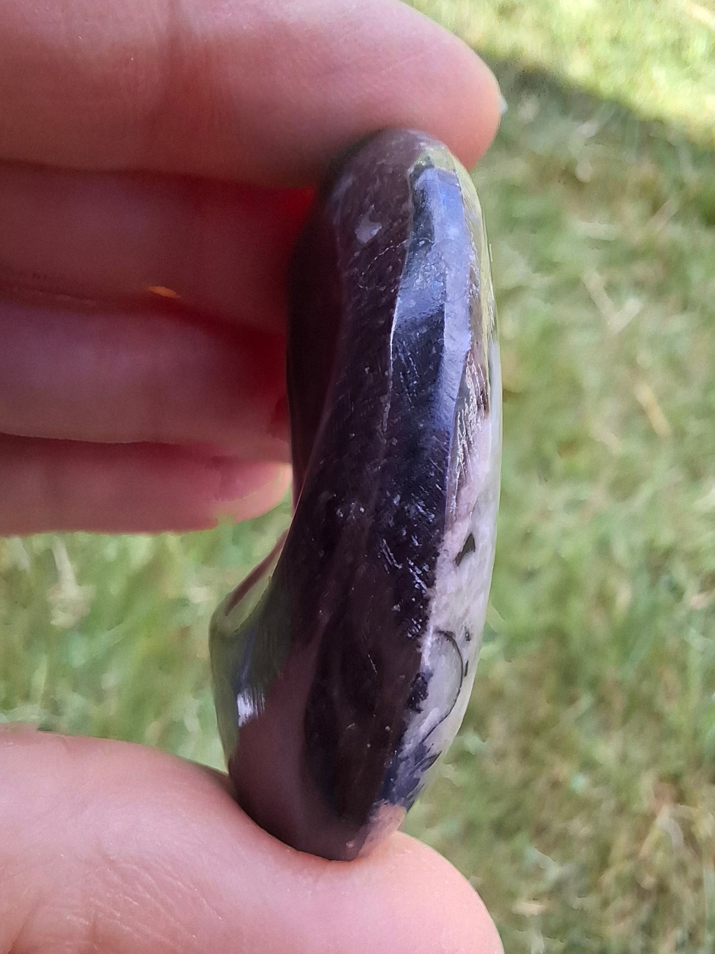 Goniatite, Fossil (Ref: GA4)