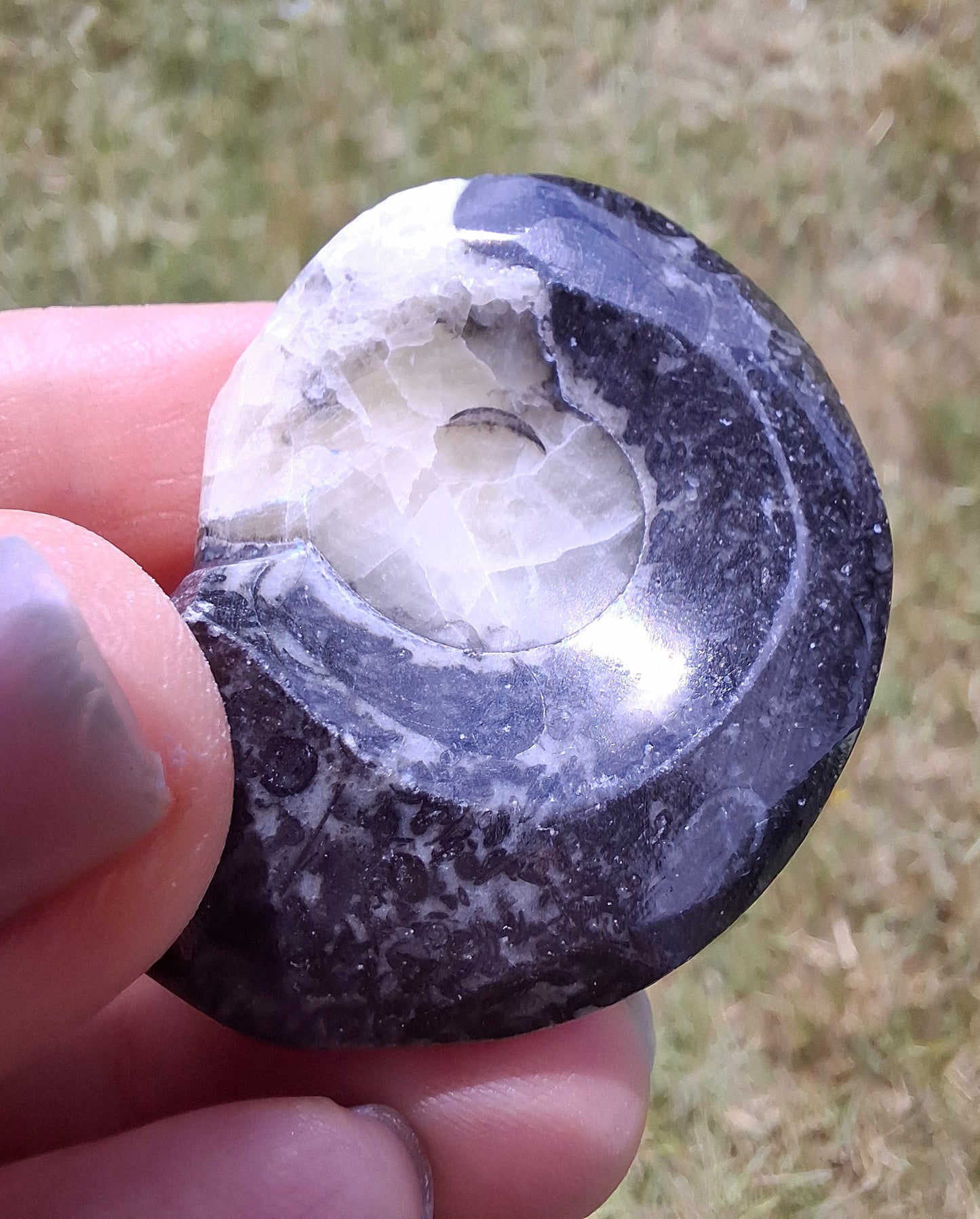 Goniatite, Fossil (Ref: GA7)