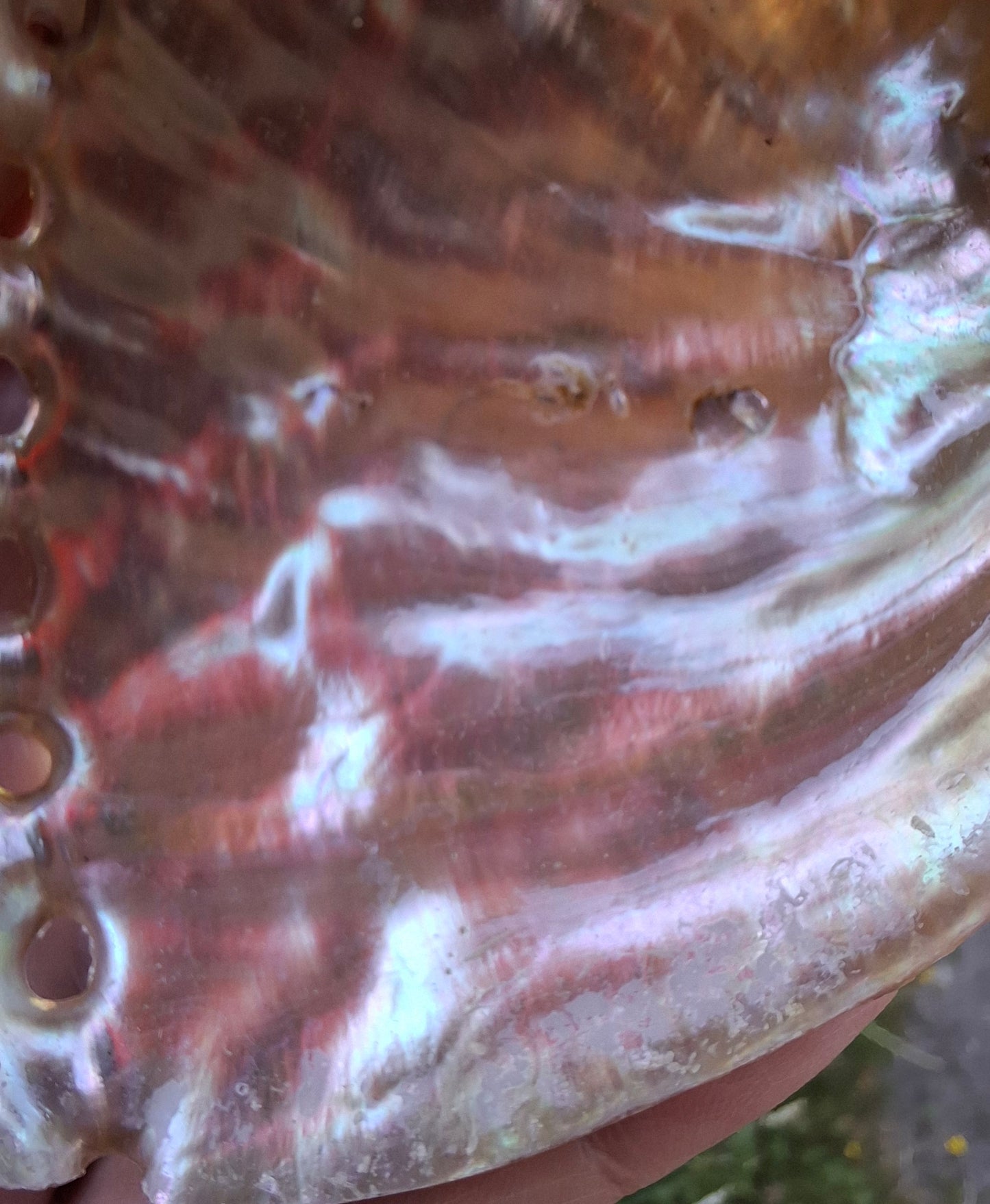 Abalone Shell, (Ref: SH3)