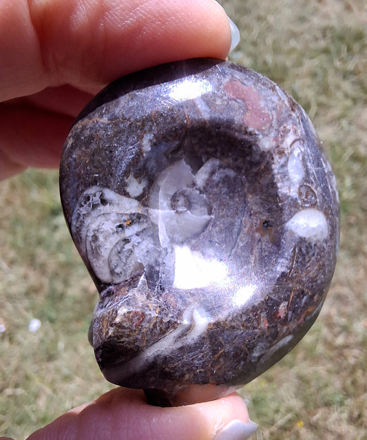 Goniatite, Fossil (Ref: GA1)