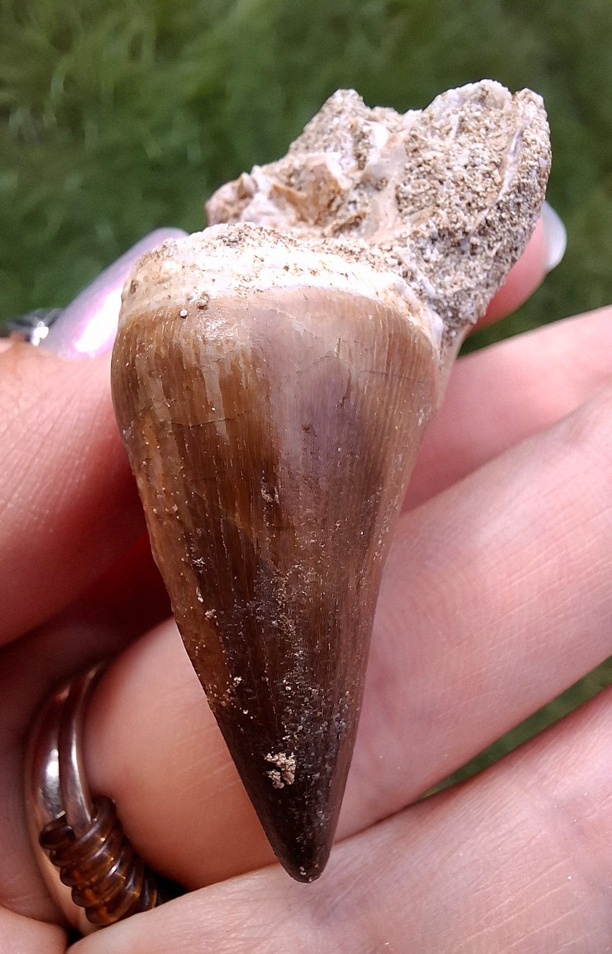 Mosasaurus Tooth with matrix, Fossil, (Ref: MTM1)