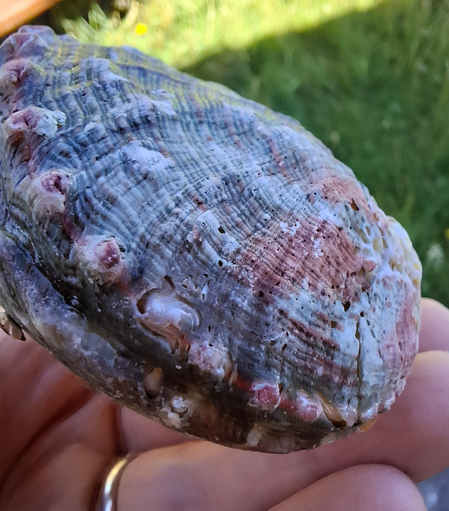 Abalone Shell, (Ref: SH1)