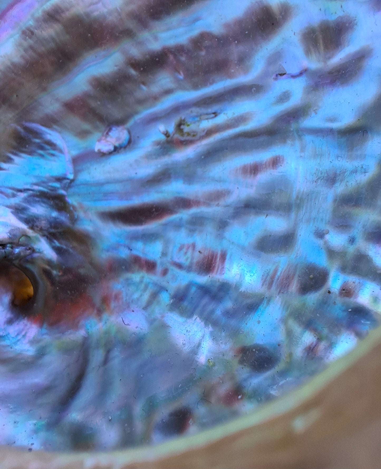 Abalone Shell, (Ref: SH3)