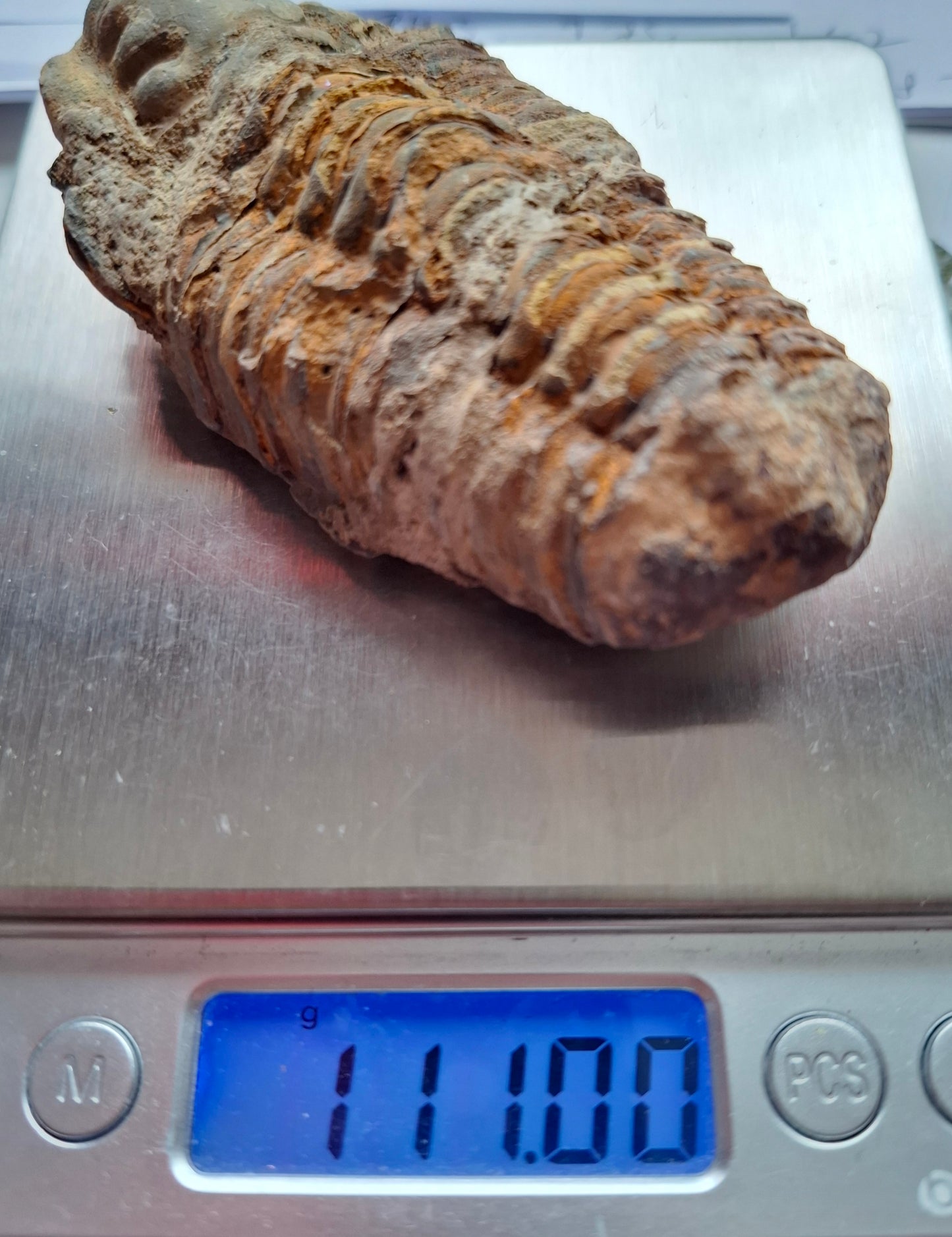 Trilobite (Flexicalymene), 111.00g, Fossil (Ref: TR4)