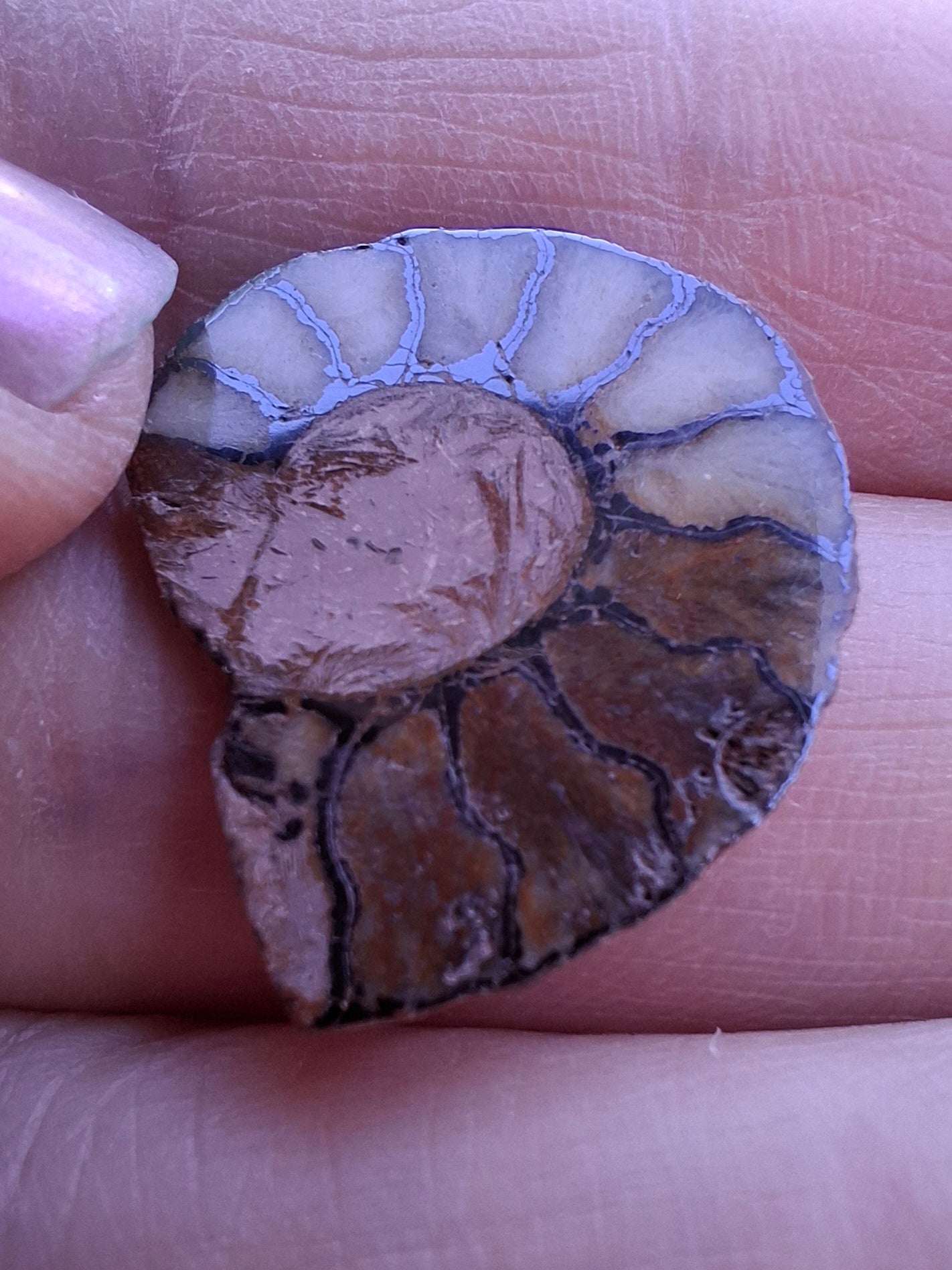 Small Haematite Ammonite HALF, 1.66g, Fossil (Ref: MA2)