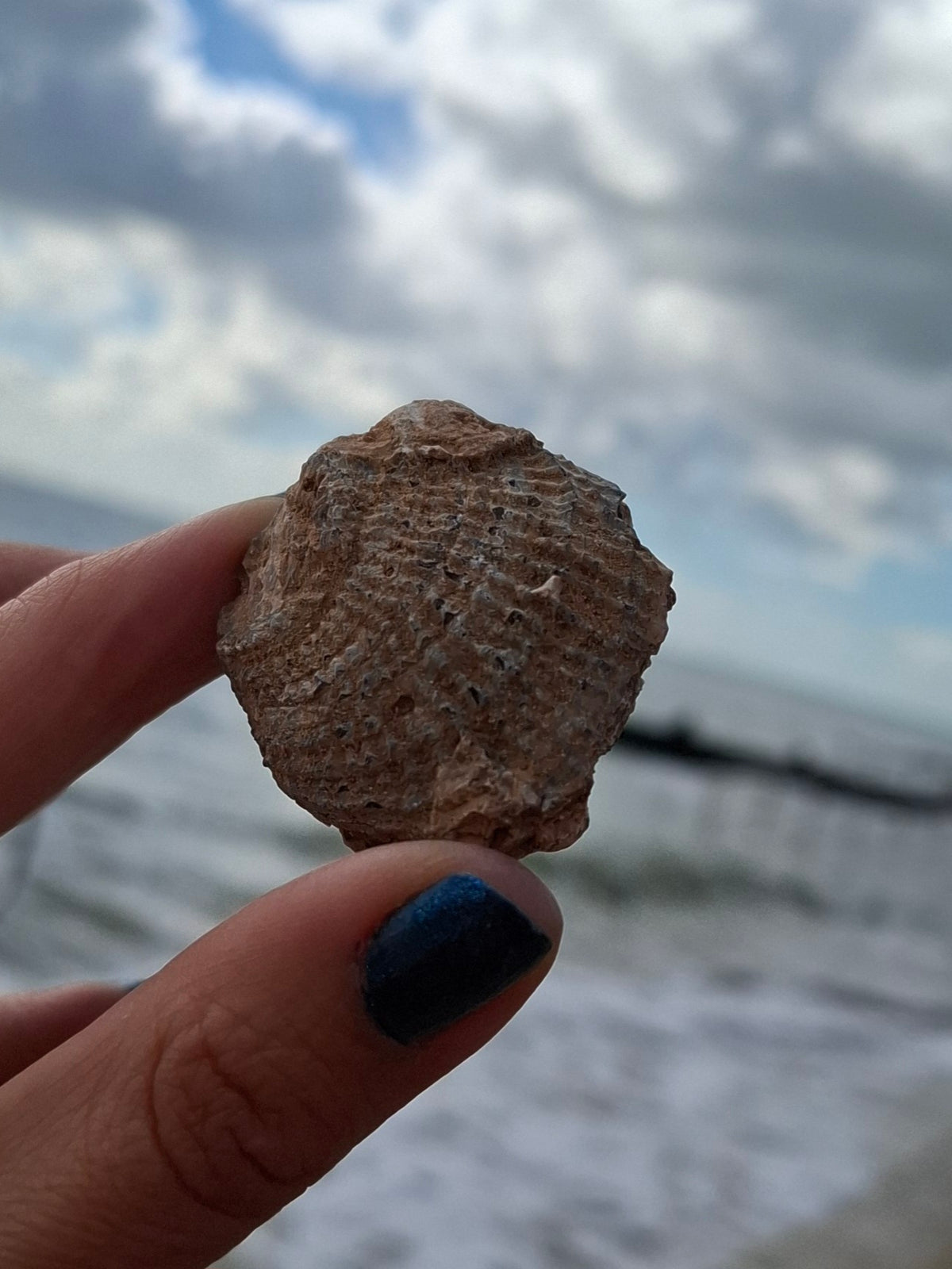 Chalcedony Oyster, Fossil (Ref: FO2)