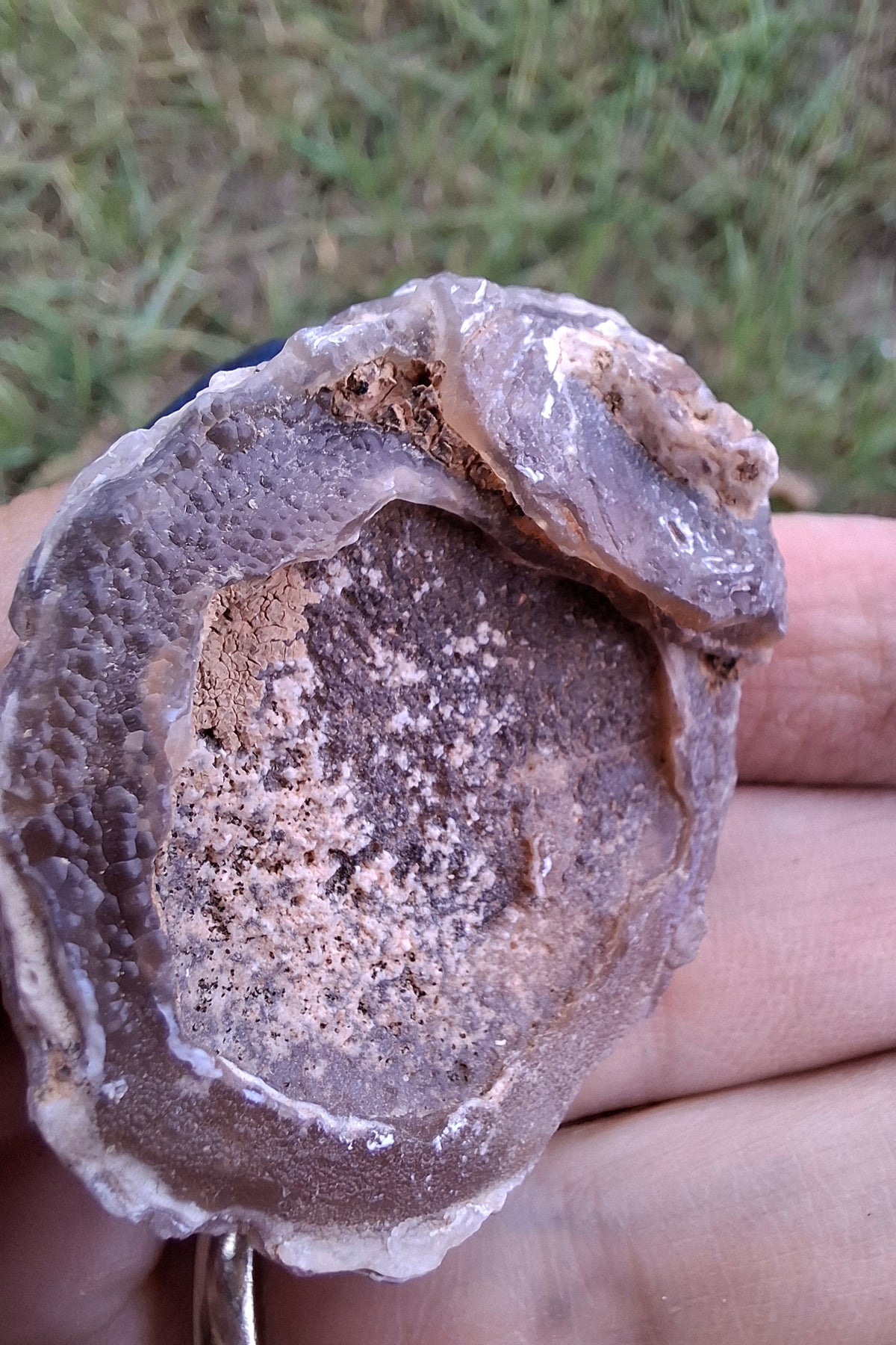 Chalcedony Oyster, Fossil (Ref: FO4)