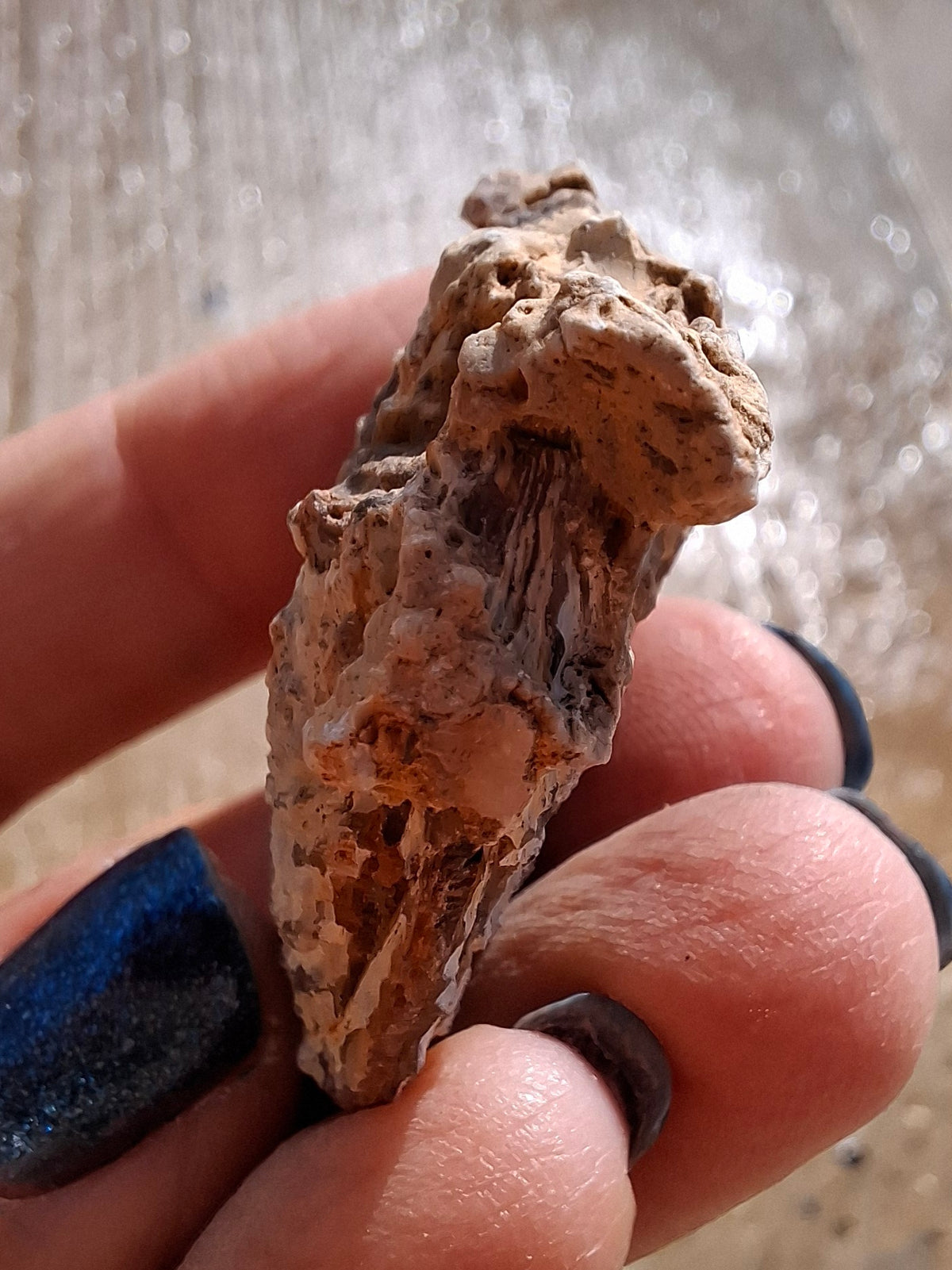 Chalcedony Oyster, Fossil (Ref: FO1)