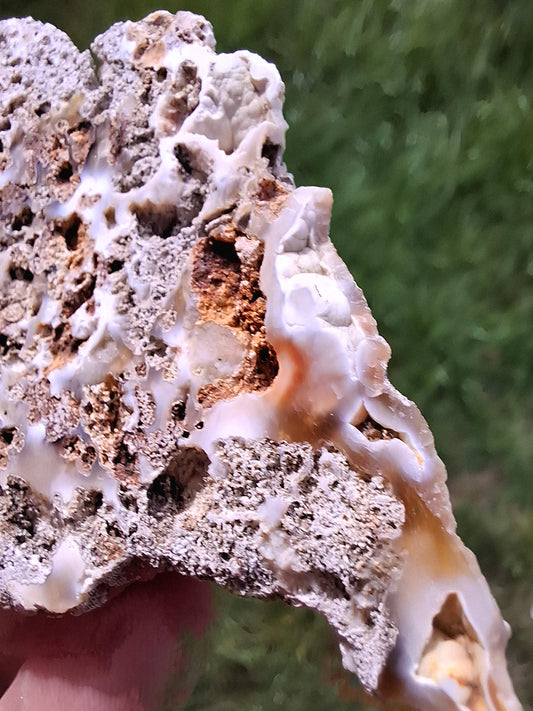 Fossilised Coral replaced by Chalcedony/Agate, Fossil (Ref: FCA2)