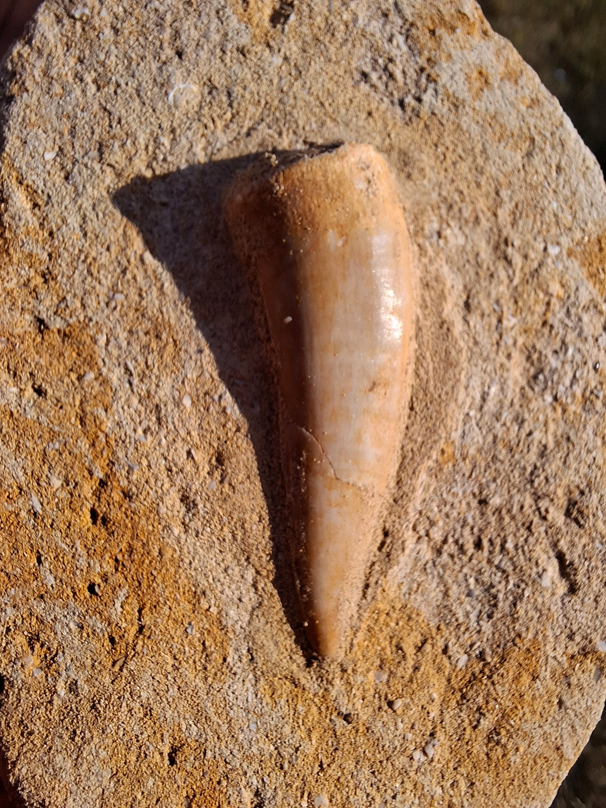Enchodus Sabre Tooth, Fossil (Ref: ES1)