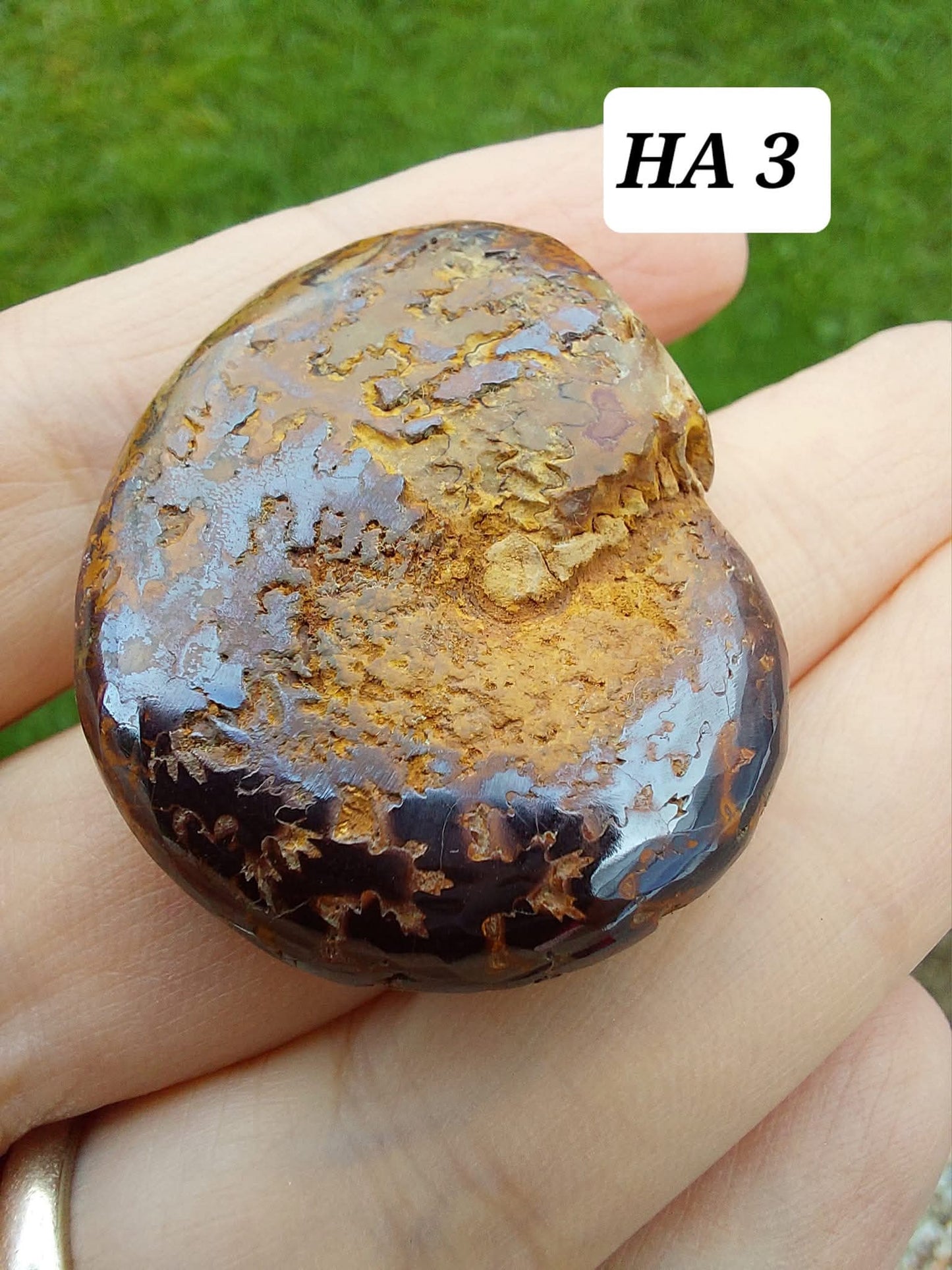 Hematite Ammonite, 16.00g, Fossil (Ref: HA3)