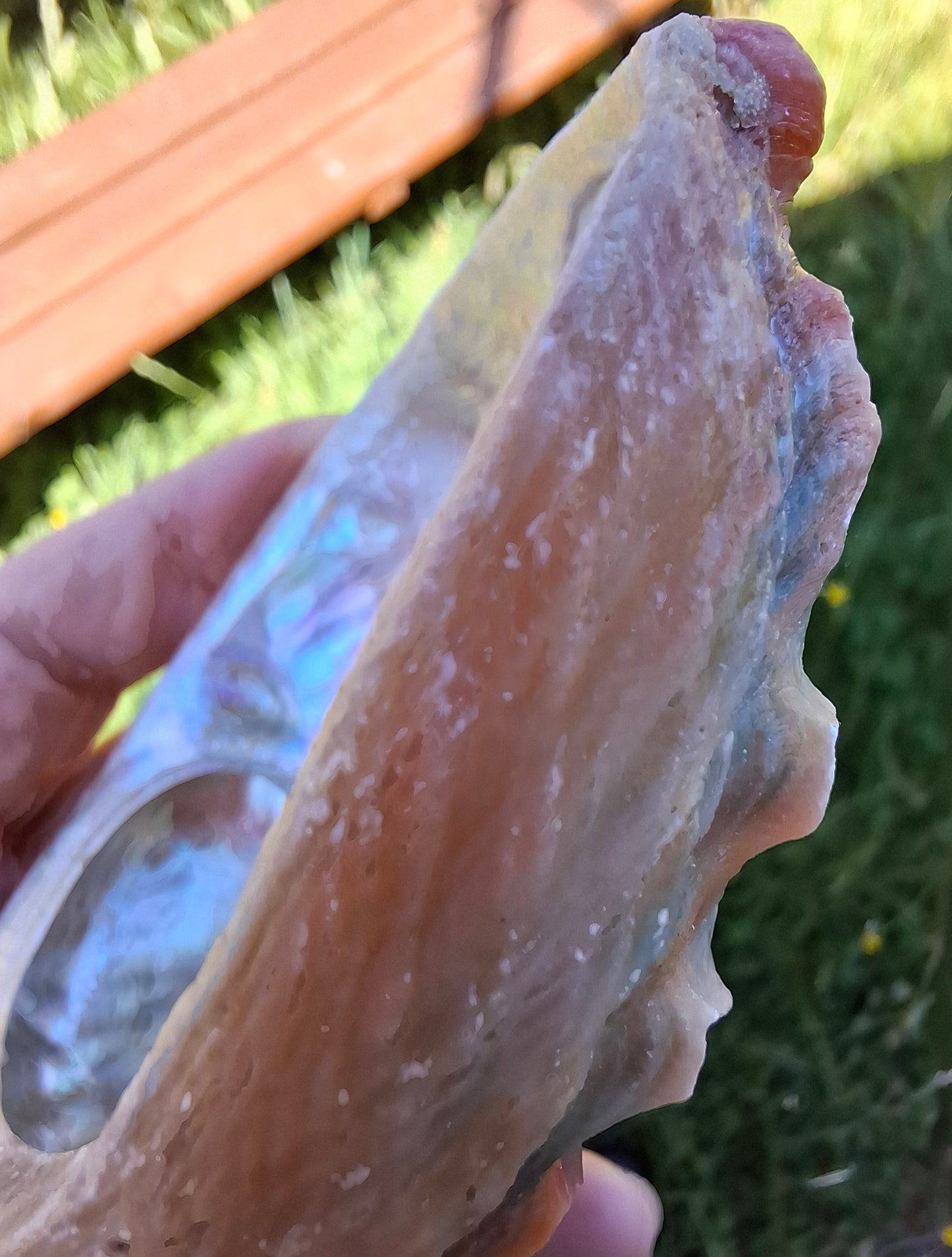 Abalone Shell, (Ref: SH2)