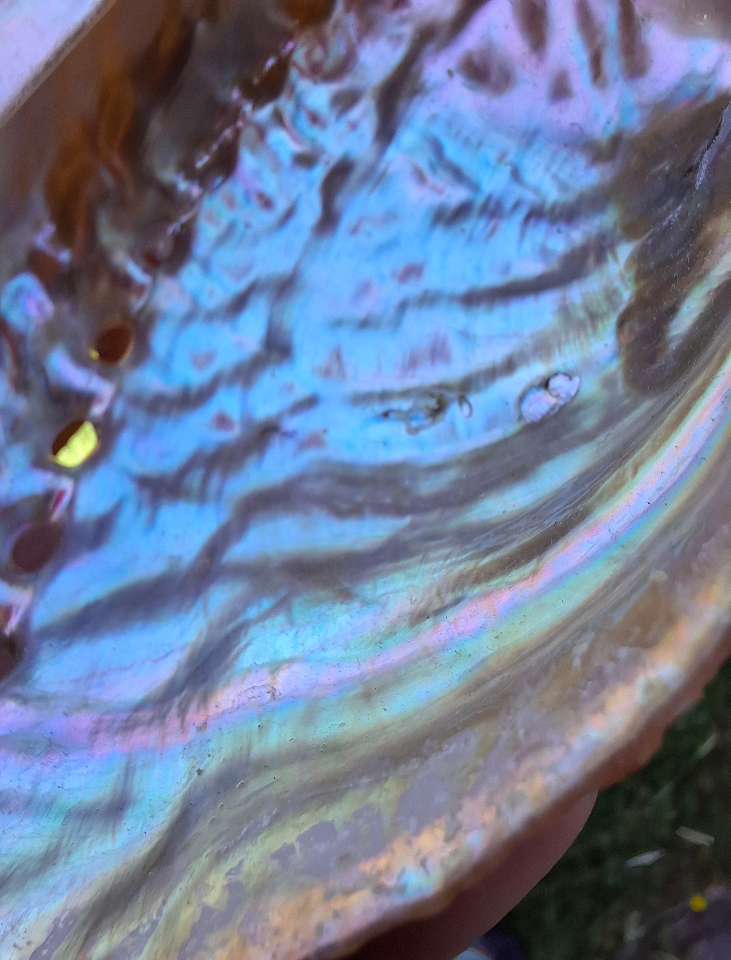 Abalone Shell, (Ref: SH3)