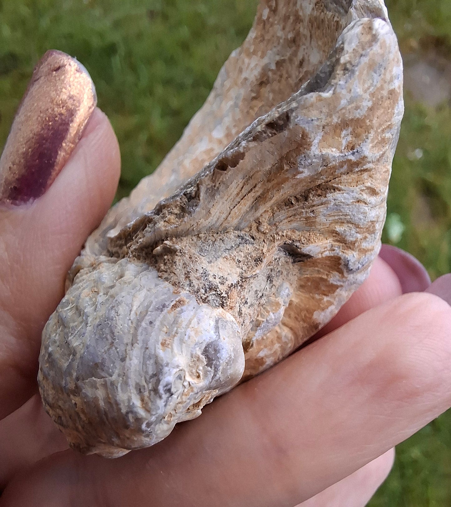 Gryphaea (Devil's Toenail), 57.53g, Fossil (Ref: G2)