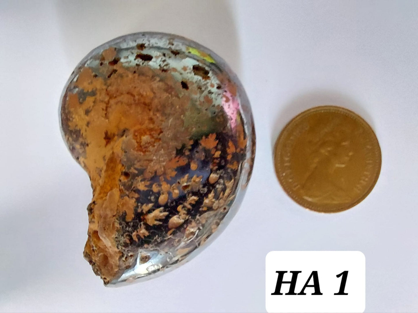 Hematite Ammonite, 21.29g, Fossil (Ref: HA1)