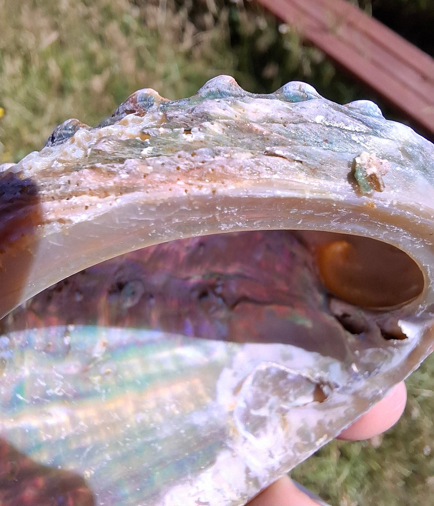Abalone Shell, (Ref: SH1)