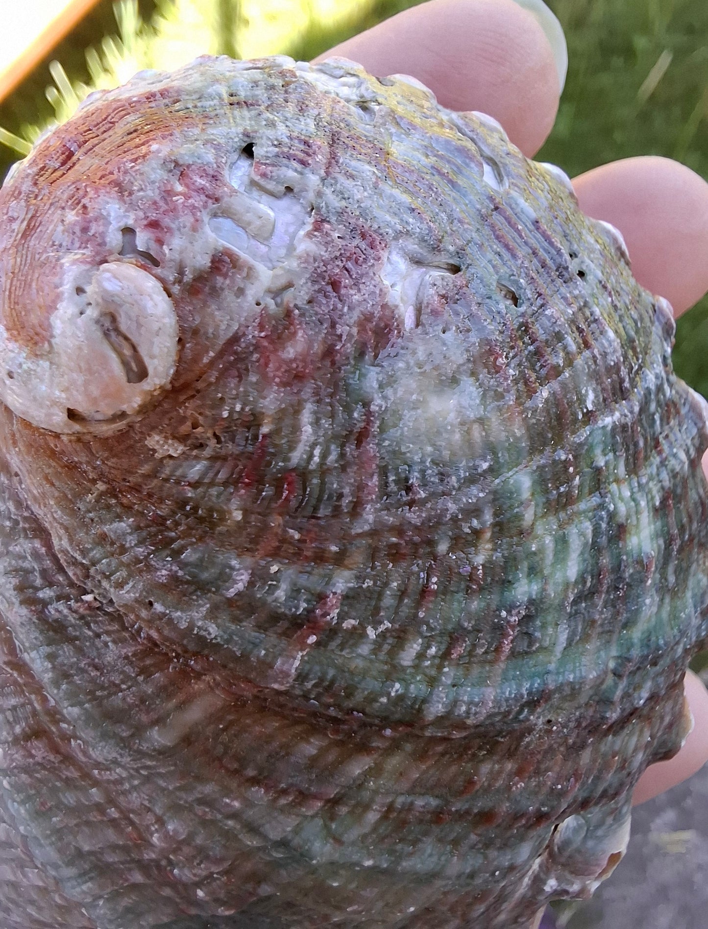 Abalone Shell, (Ref: SH2)