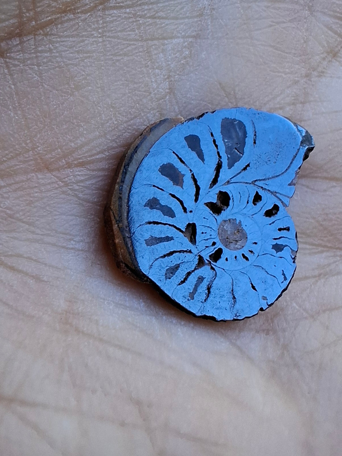 Small Haematite Ammonite HALF, 1.32g, Fossil (Ref: MA5)