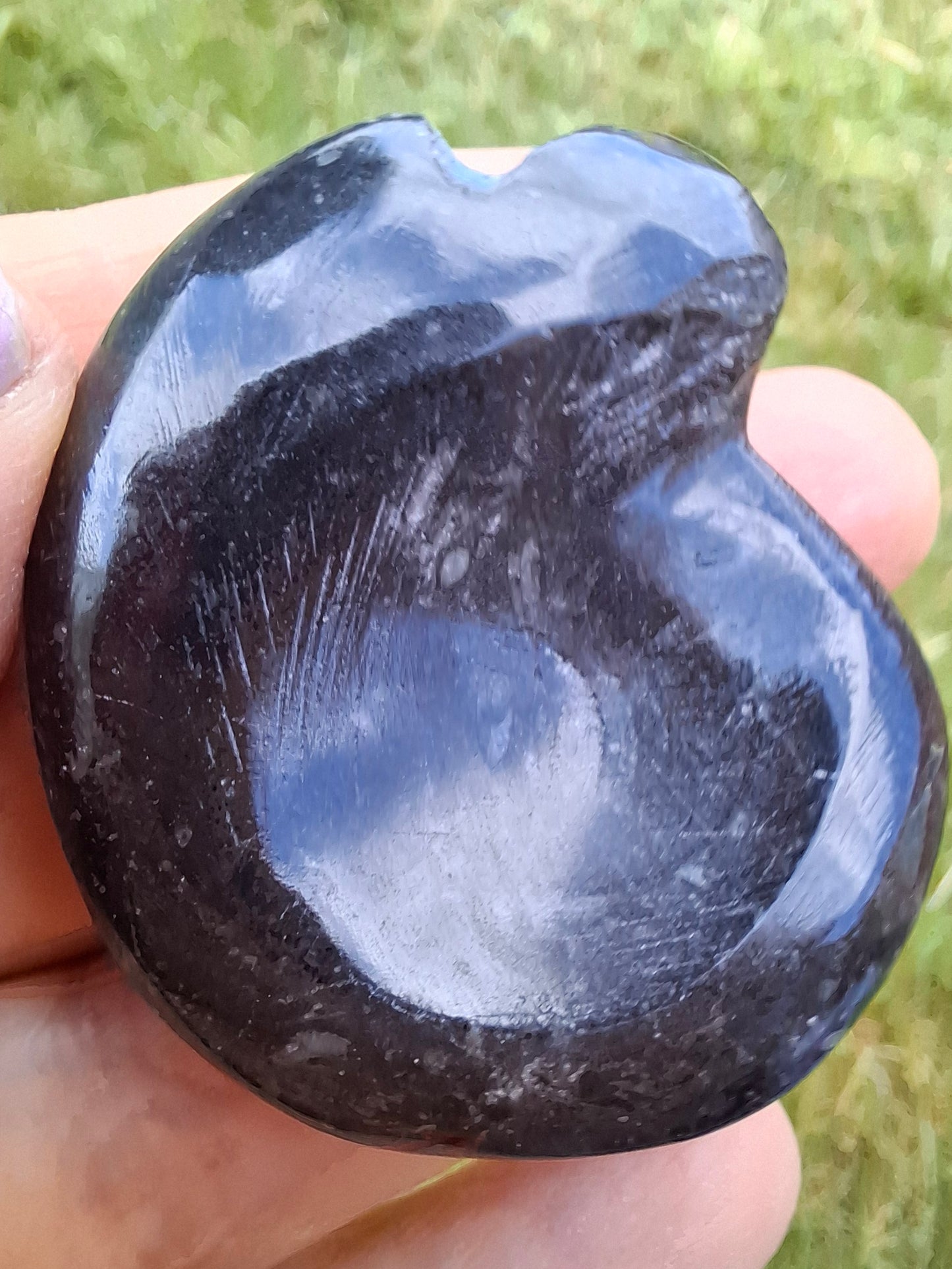 Goniatite, Fossil (Ref: GA4)
