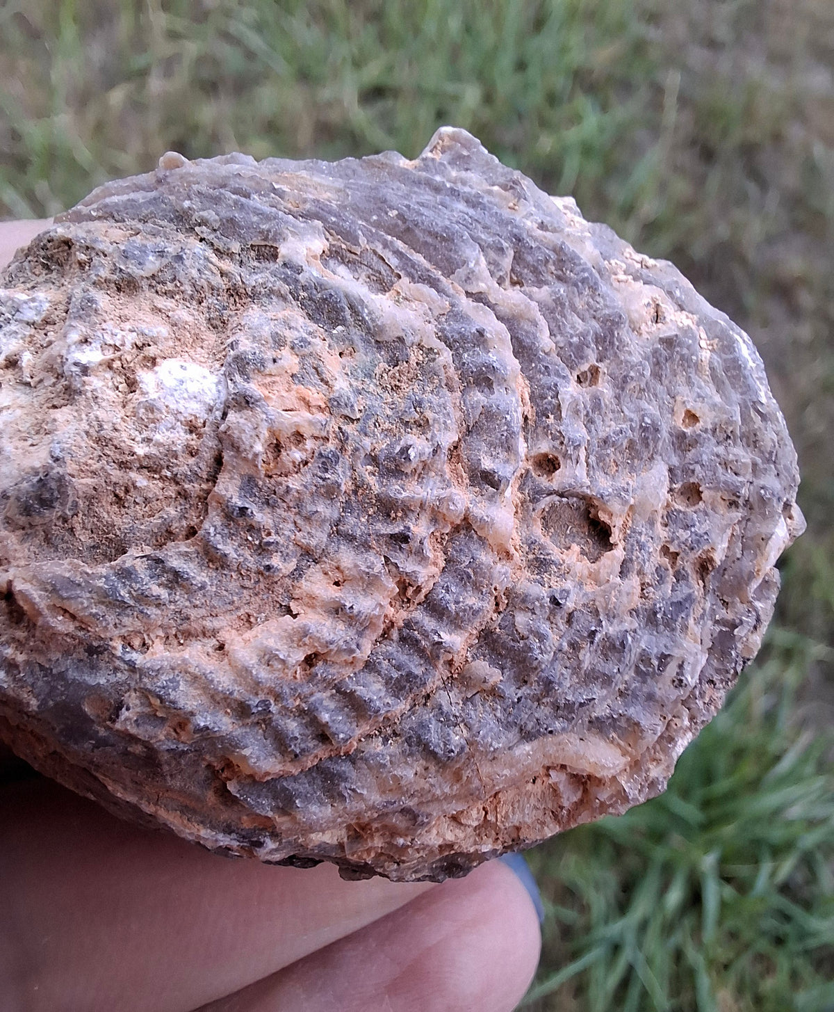 Chalcedony Oyster, Fossil (Ref: FO3)