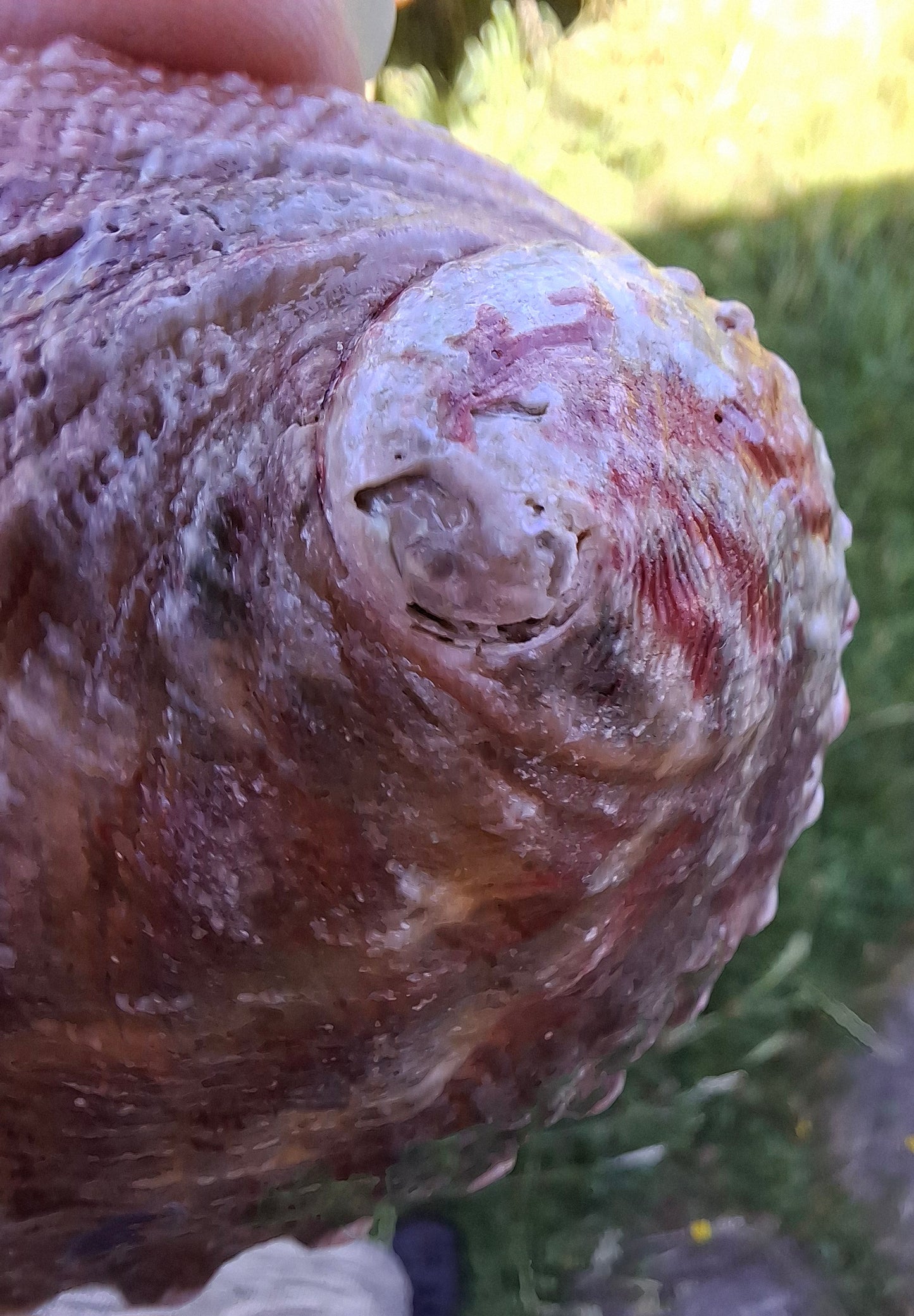 Abalone Shell, (Ref: SH3)