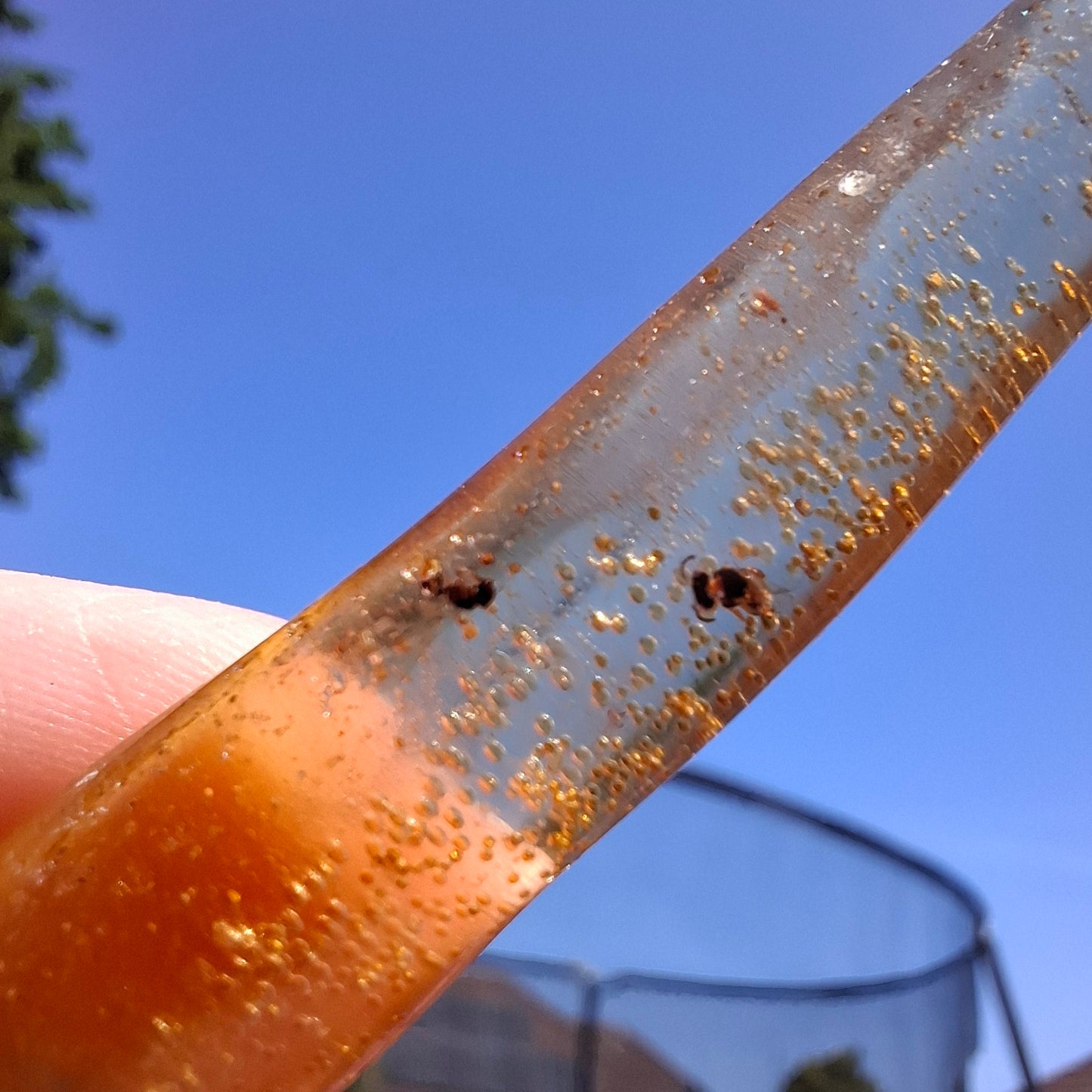 Copal Young Amber with INSECTS inside, 5.46g, Fossil (Ref: CA36)