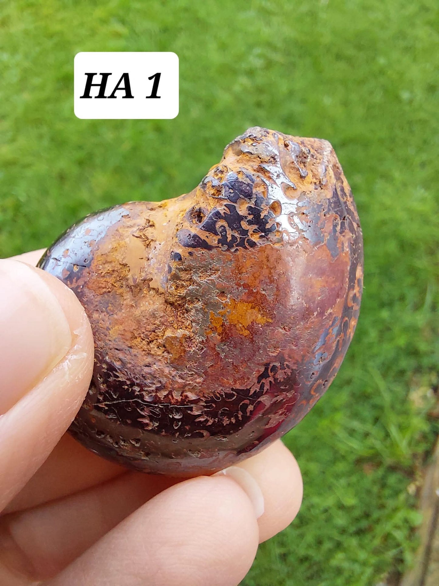Hematite Ammonite, 21.29g, Fossil (Ref: HA1)