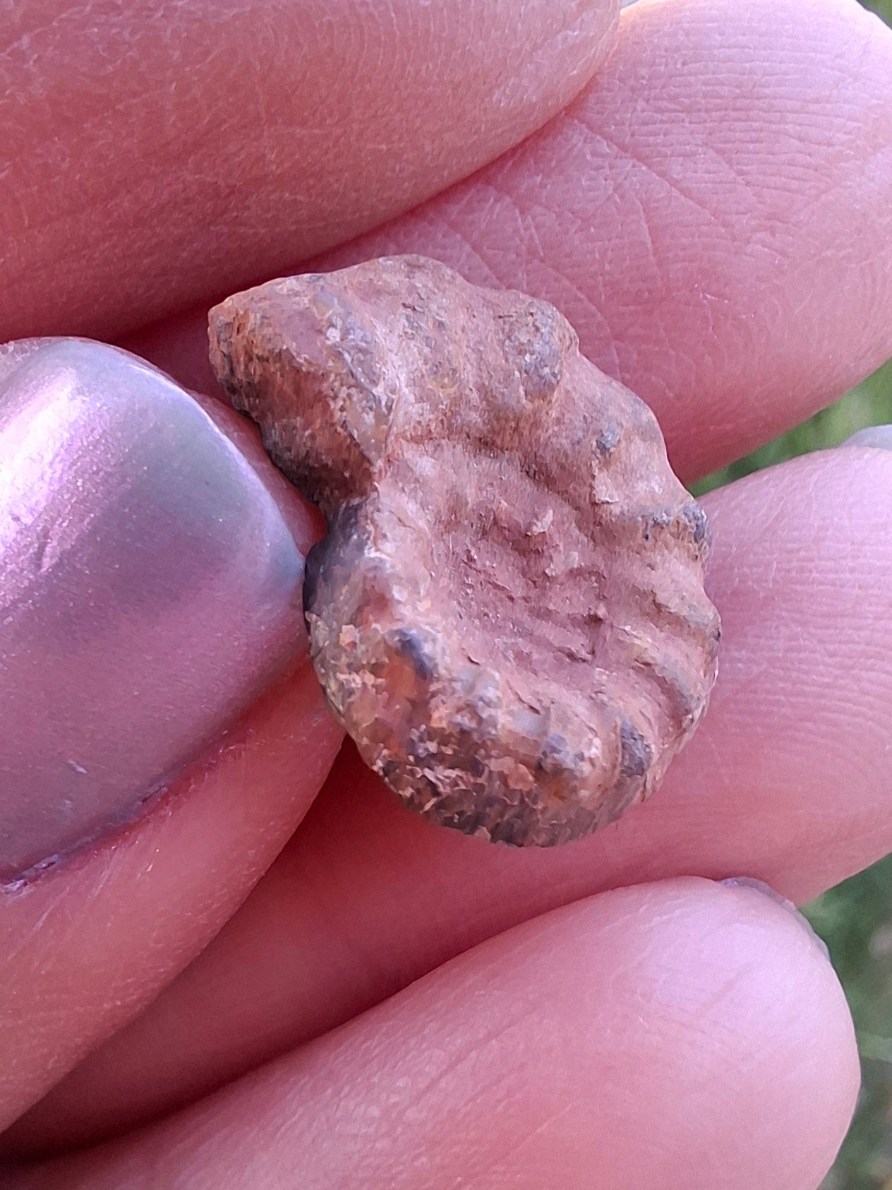 Small Haematite Ammonite HALF, 1.41g, Fossil (Ref: MA6)