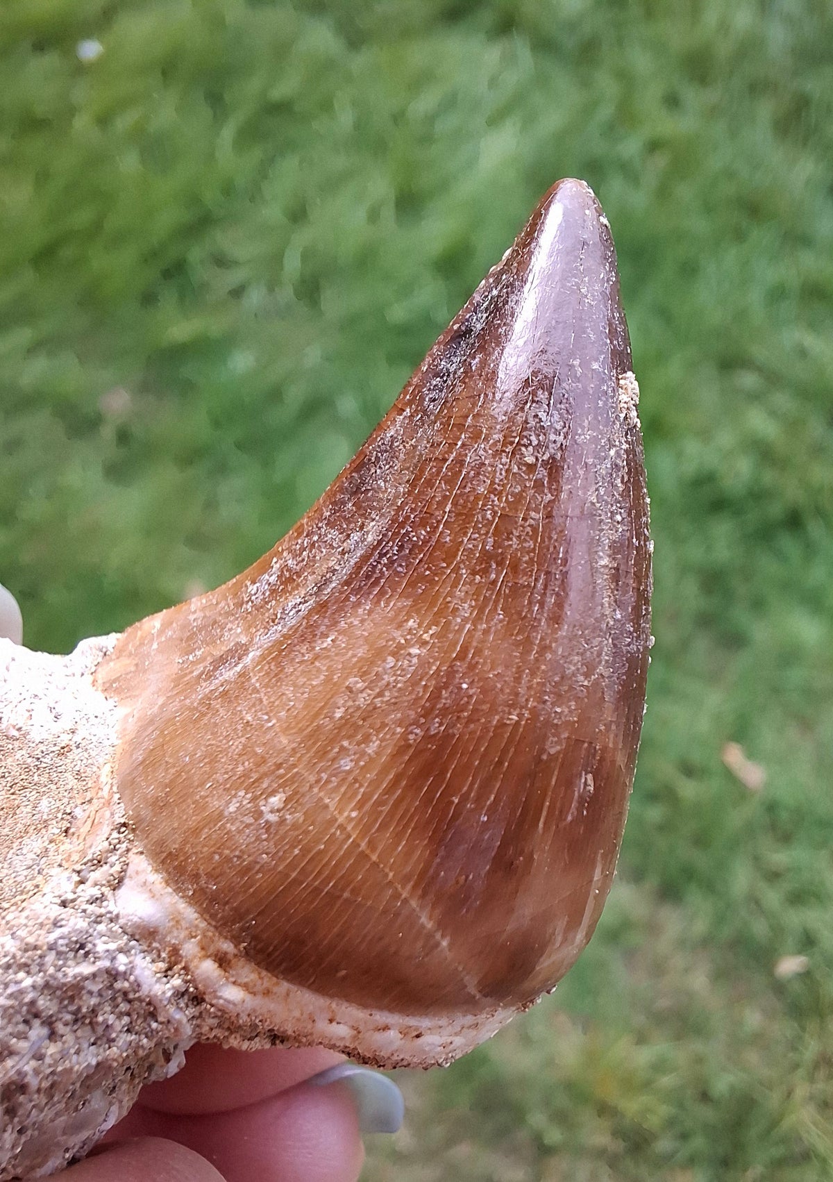 Mosasaurus Tooth with matrix, Fossil, (Ref: MTM1)