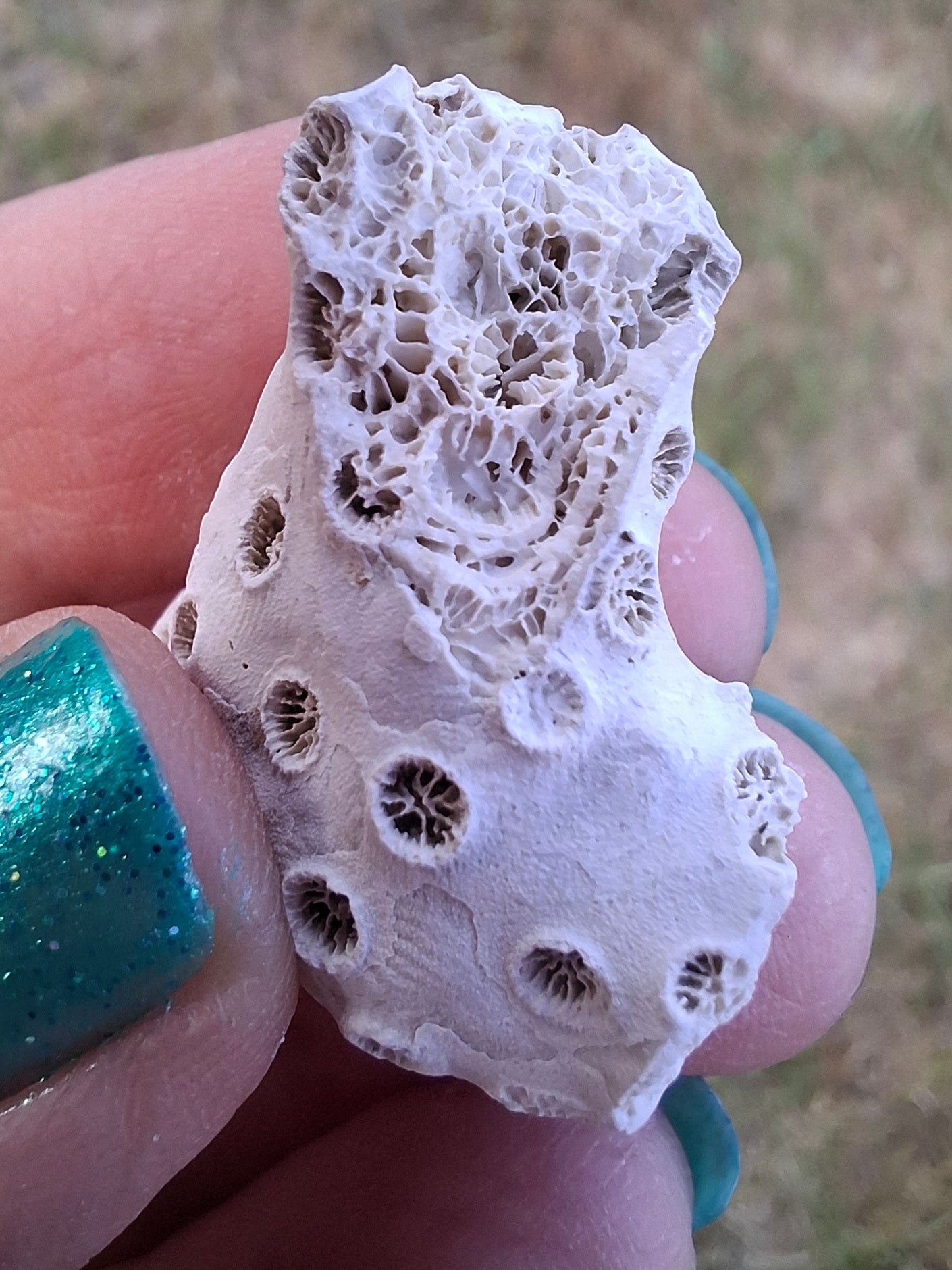 Fossil Coral, (Ref: FC1)