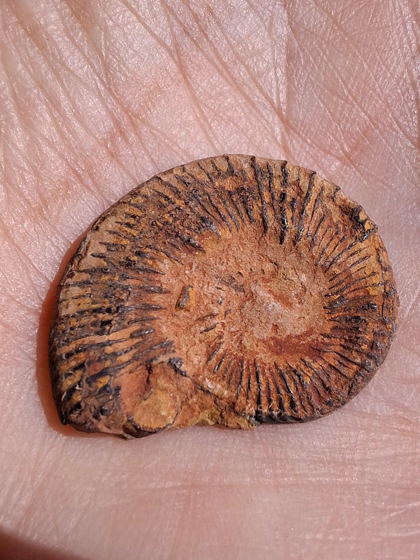 Small Haematite Ammonite HALF, 1.78g, Fossil (Ref: MA4)