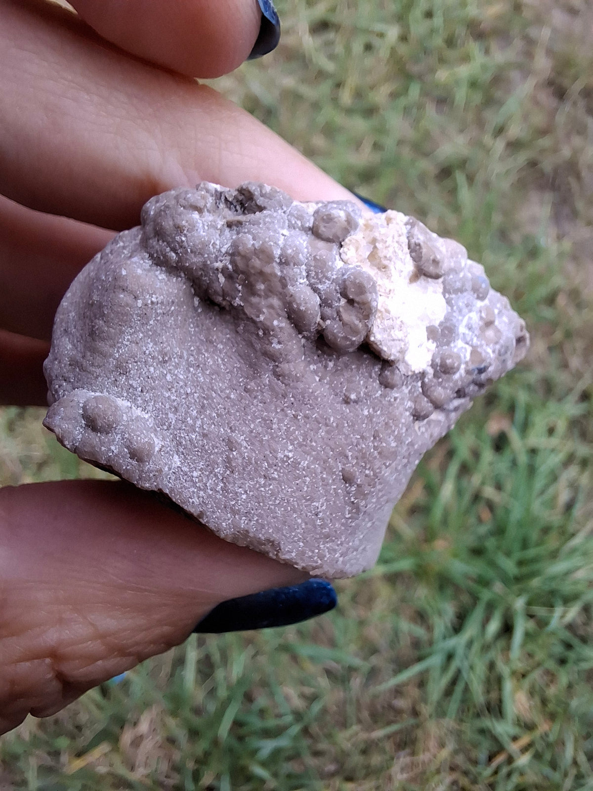 Ammonite Cluster, Fossil (Ref: ACL1)