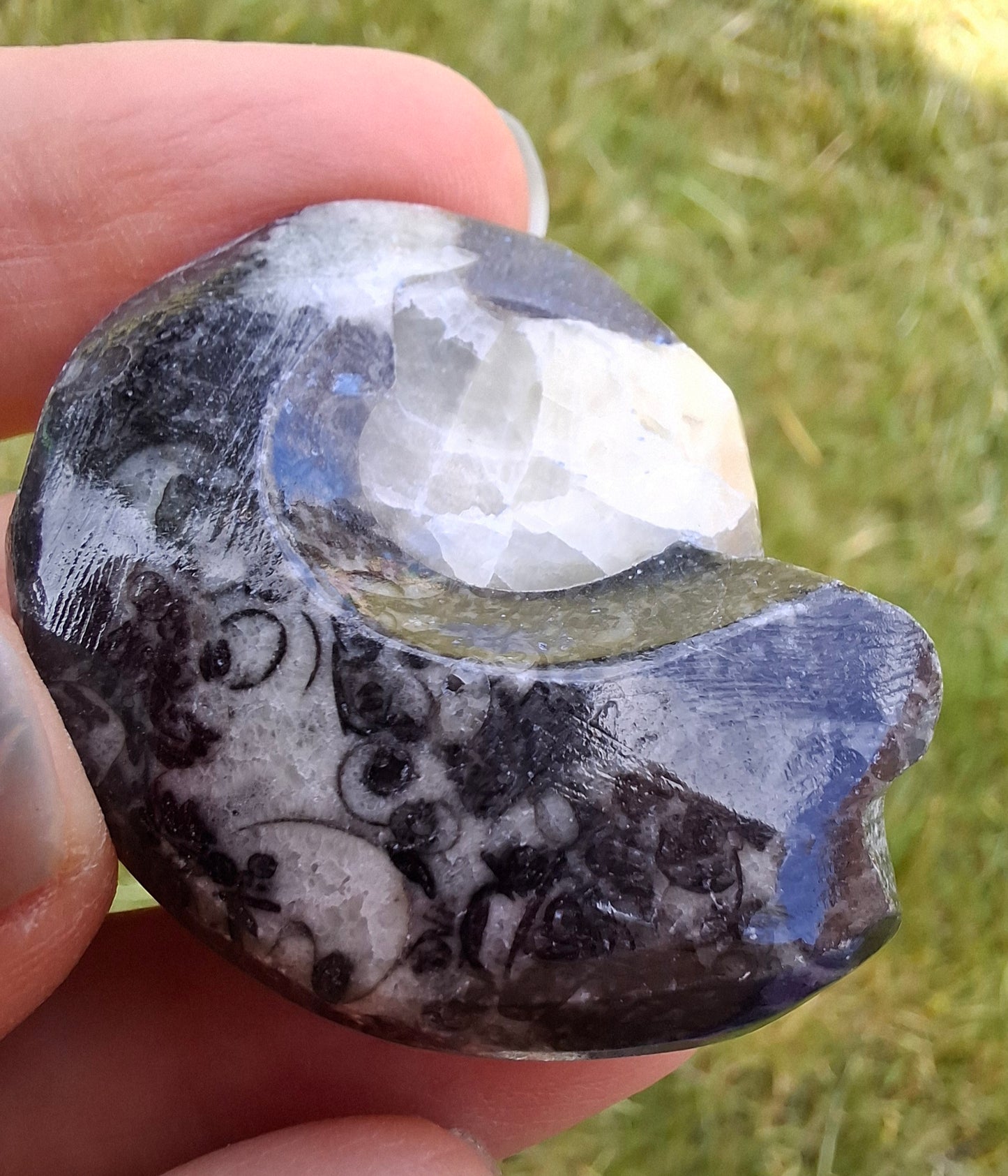 Goniatite, Fossil (Ref: GA7)