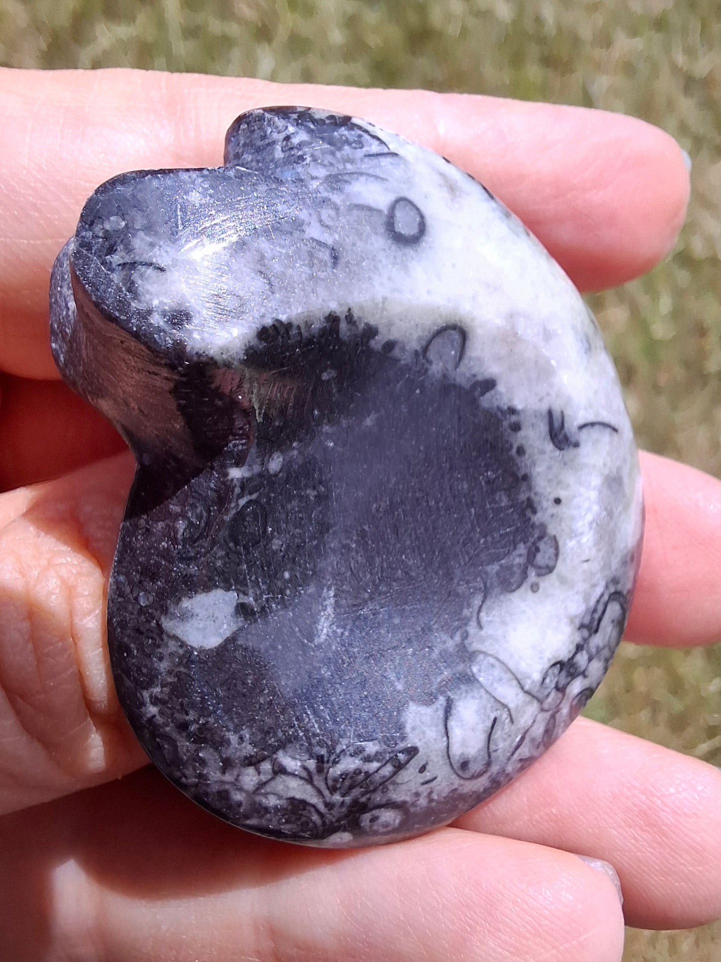 Goniatite, Fossil (Ref: GA4)