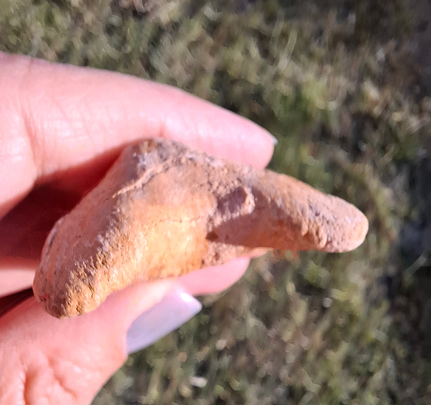 Otodus Shark Tooth, Fossil (Ref: OT 7)