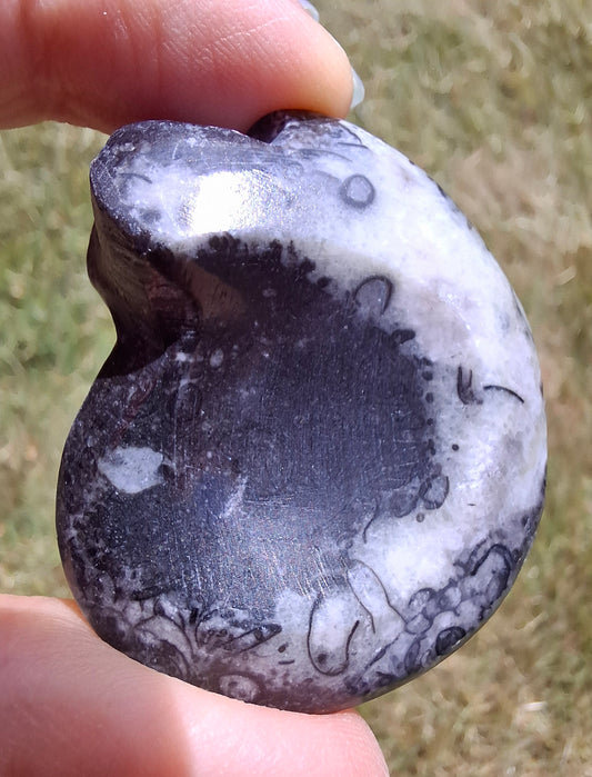Goniatite, Fossil (Ref: GA4)