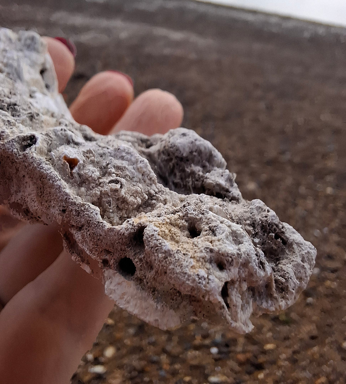 Fossilised Coral replaced by Chalcedony/Agate, Fossil (Ref: FCA1)